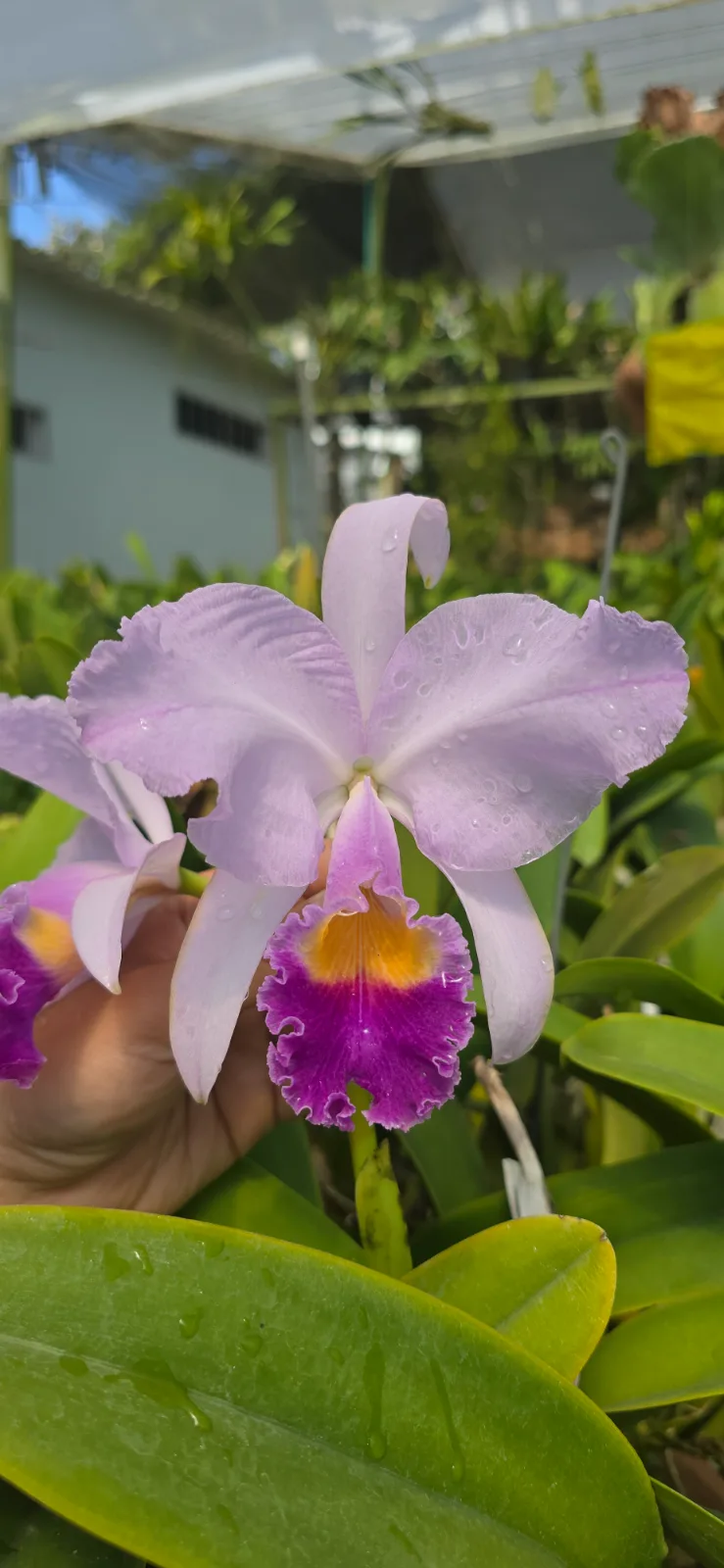 CATTLEYA TRIANAE COERULEA 'SUSPENSO'