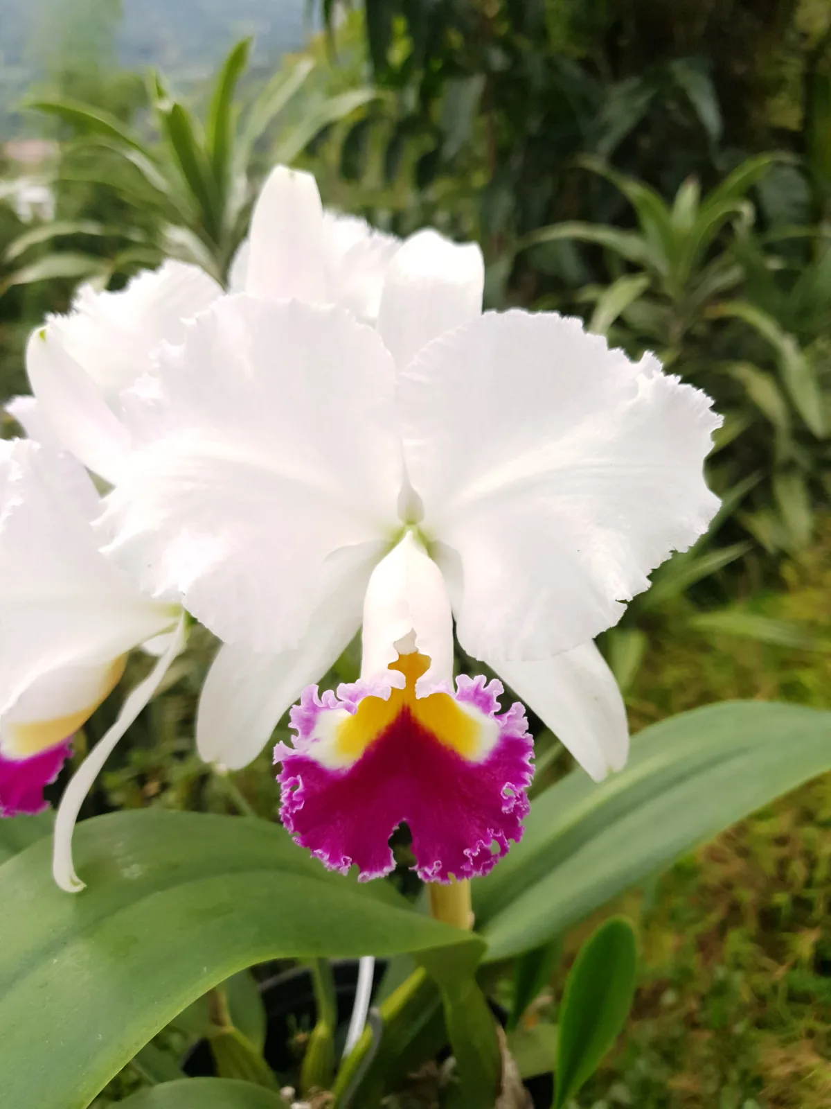 CATTLEYA TRIANAE SEMI-ALBA 'TARCISO'