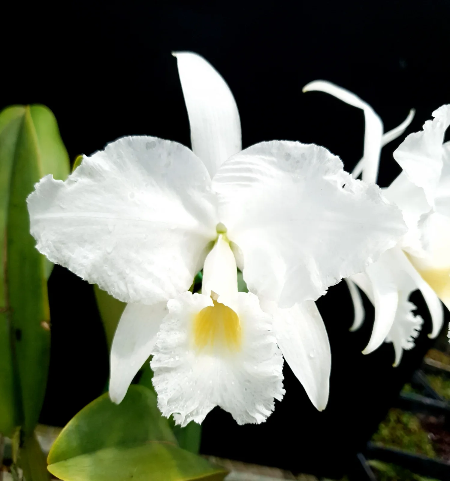 CATTLEYA TRIANAE ALBA 'TARQUI'