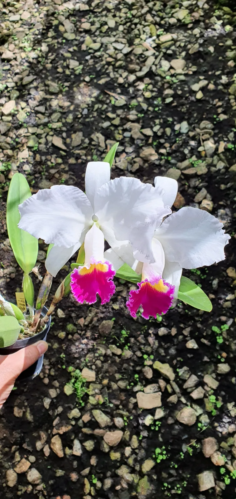 CATTLEYA TRIANAE SEMI-ALBA 'VANESA'