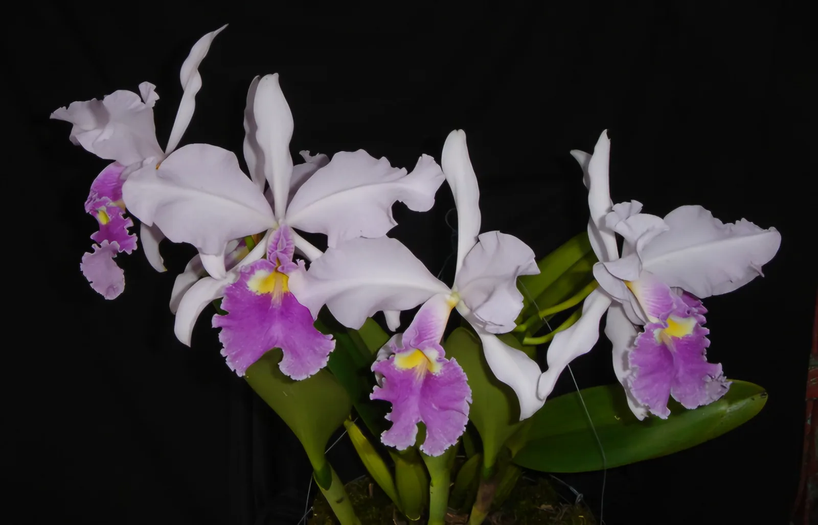 CATTLEYA WARSCEWICZII COERULEA 'TOMAS EL PERRO'