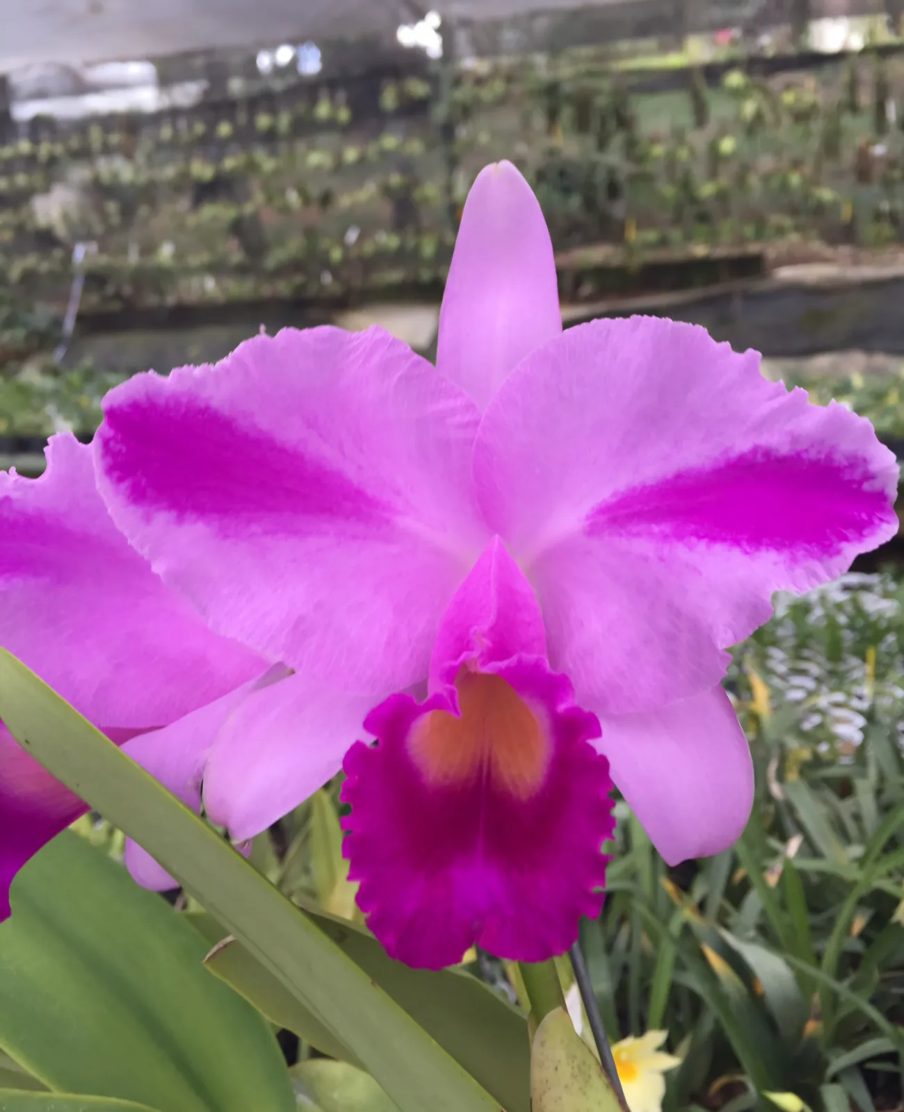 CATTLEYA TRIANAE TIPO 'CEJAS MUISCAS'