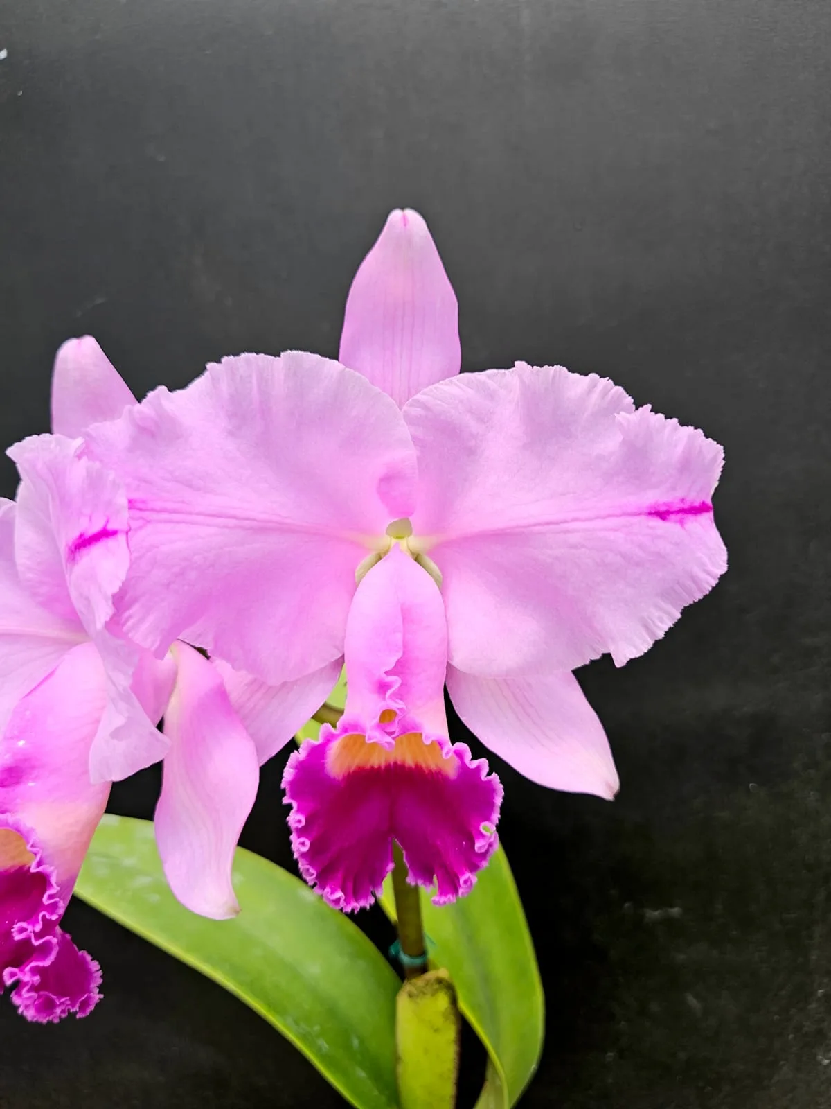 CATTLEYA TRIANAE TIPO 'BASILICA'