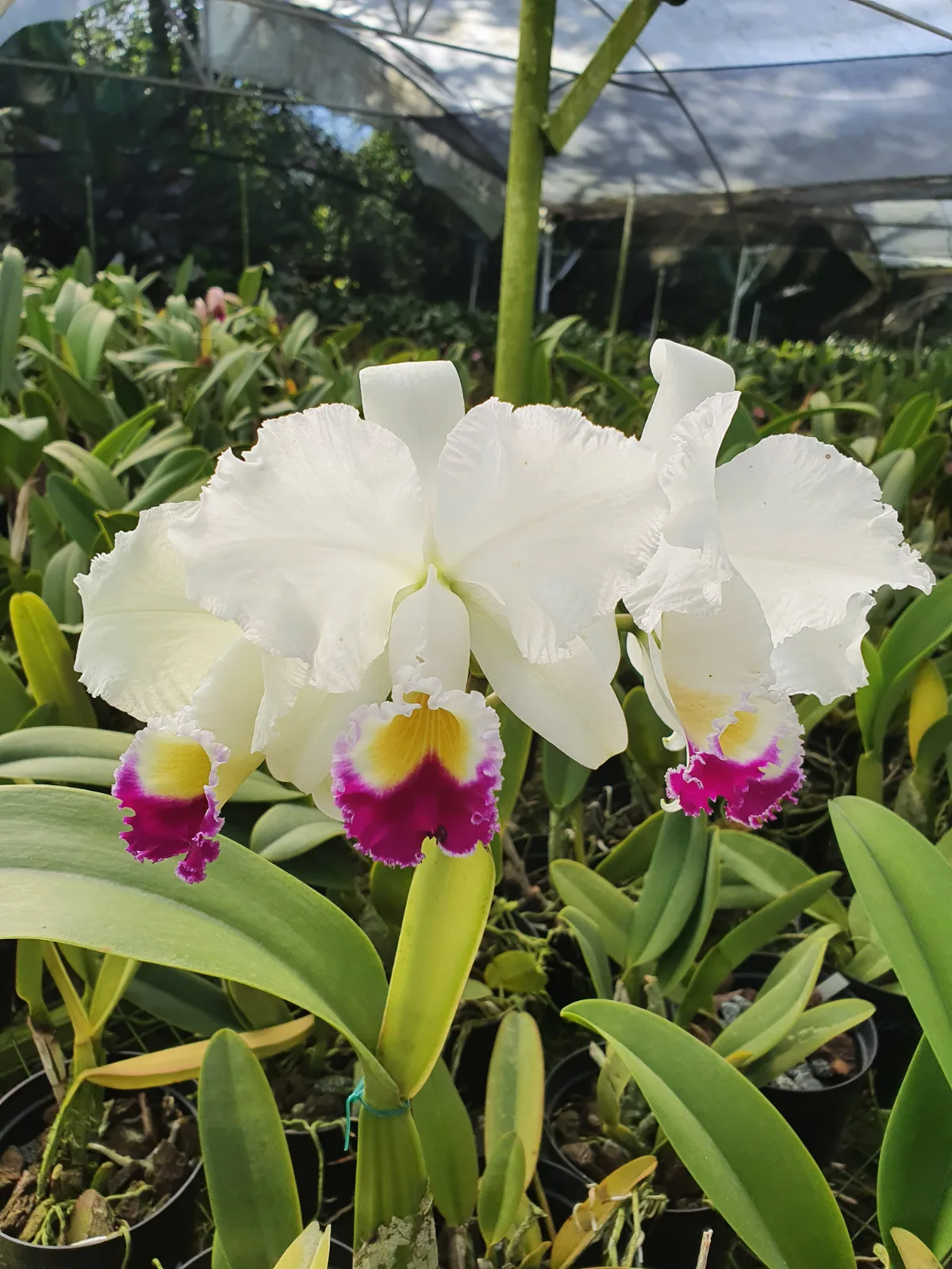 CATTLEYA TRIANAE SEMI-ALBA 'ALADIN'