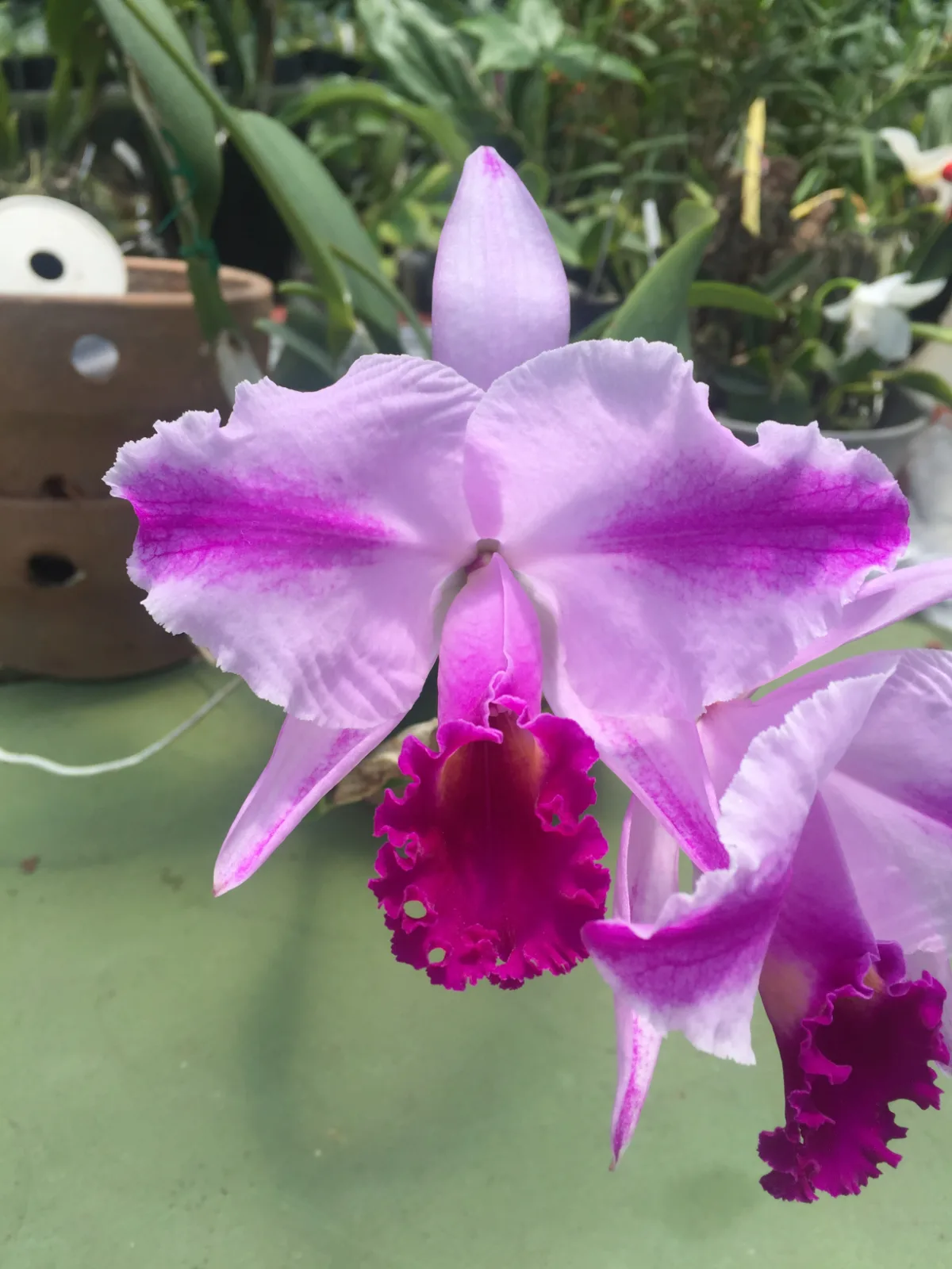 CATTLEYA TRIANAE TIPO 'AMARANTA'