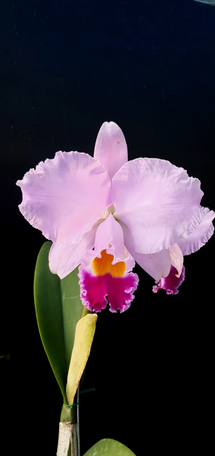CATTLEYA TRIANAE TIPO 'AMAZONA'