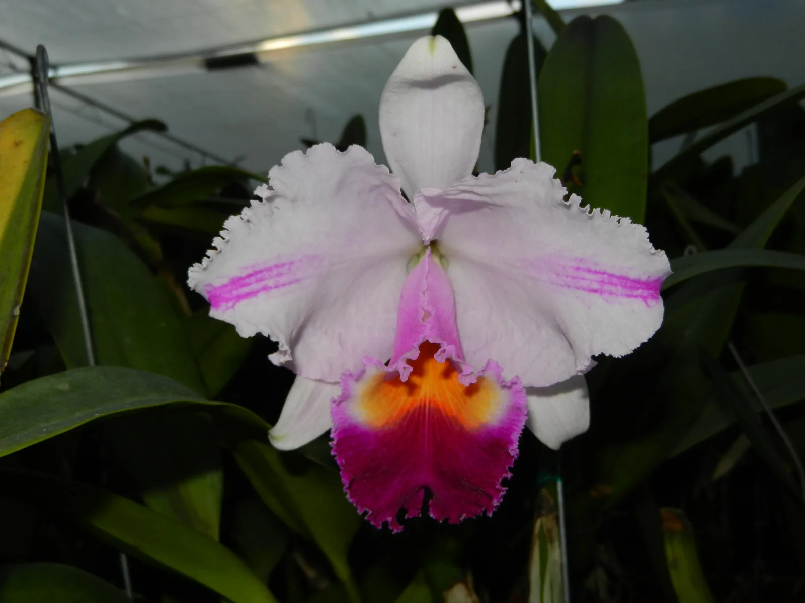 CATTLEYA QUADRICOLOR TIPO 'ANDALUCIA'
