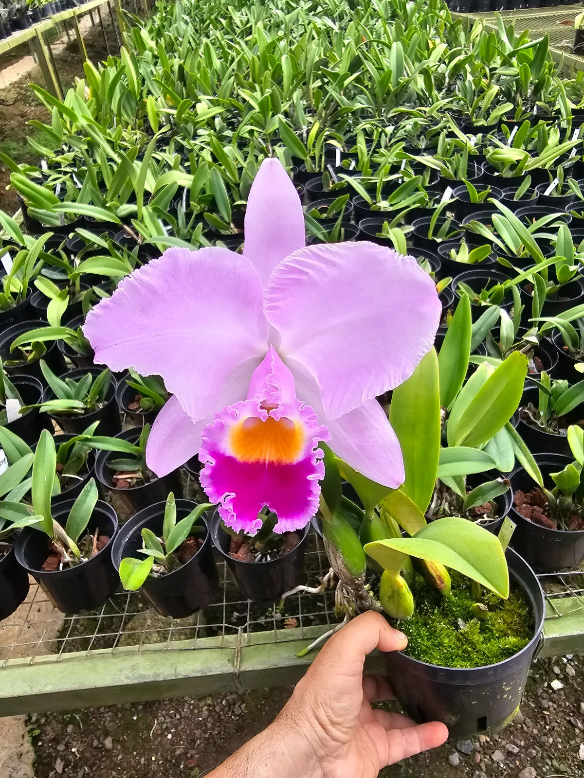 CATTLEYA TRIANAE TIPO 'ANGELA'