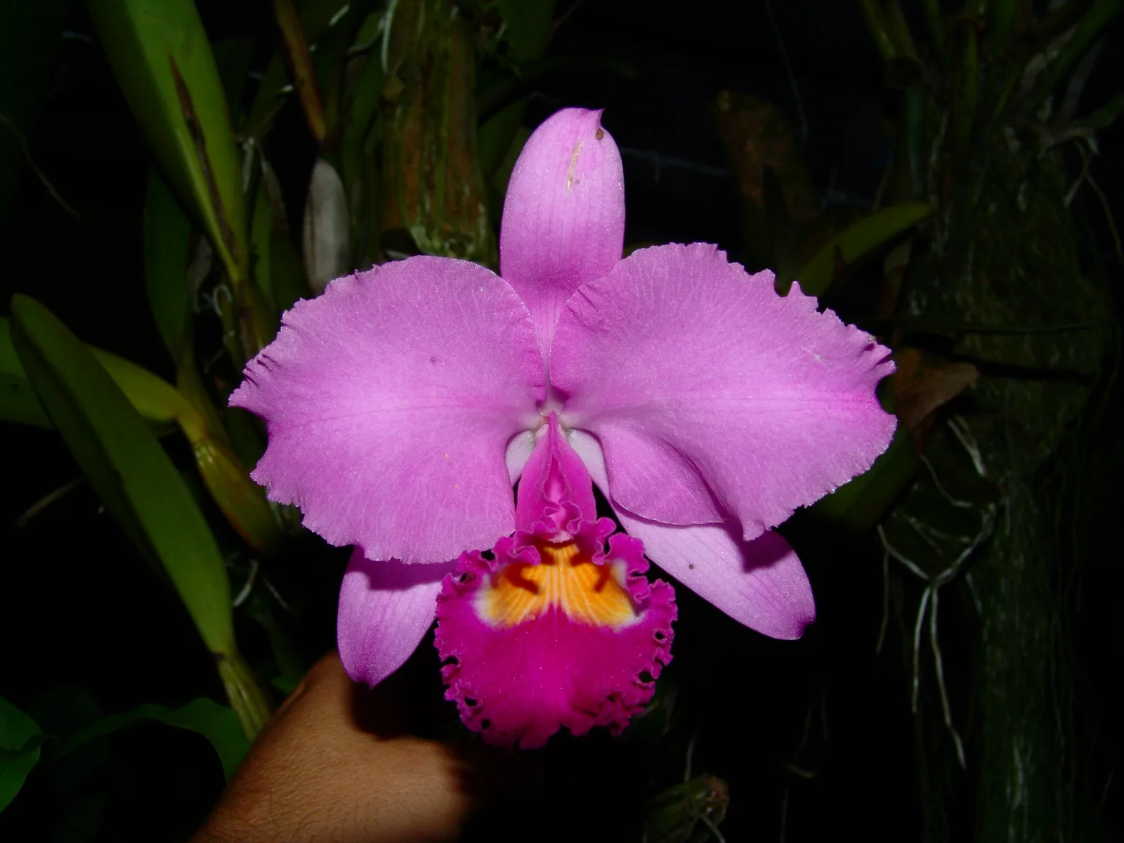 CATTLEYA TRIANAE TIPO 'ANTILLANA'