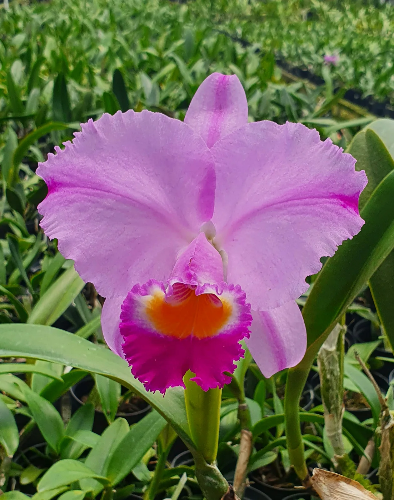CATTLEYA TRIANAE TIPO 'ARRECIFE'