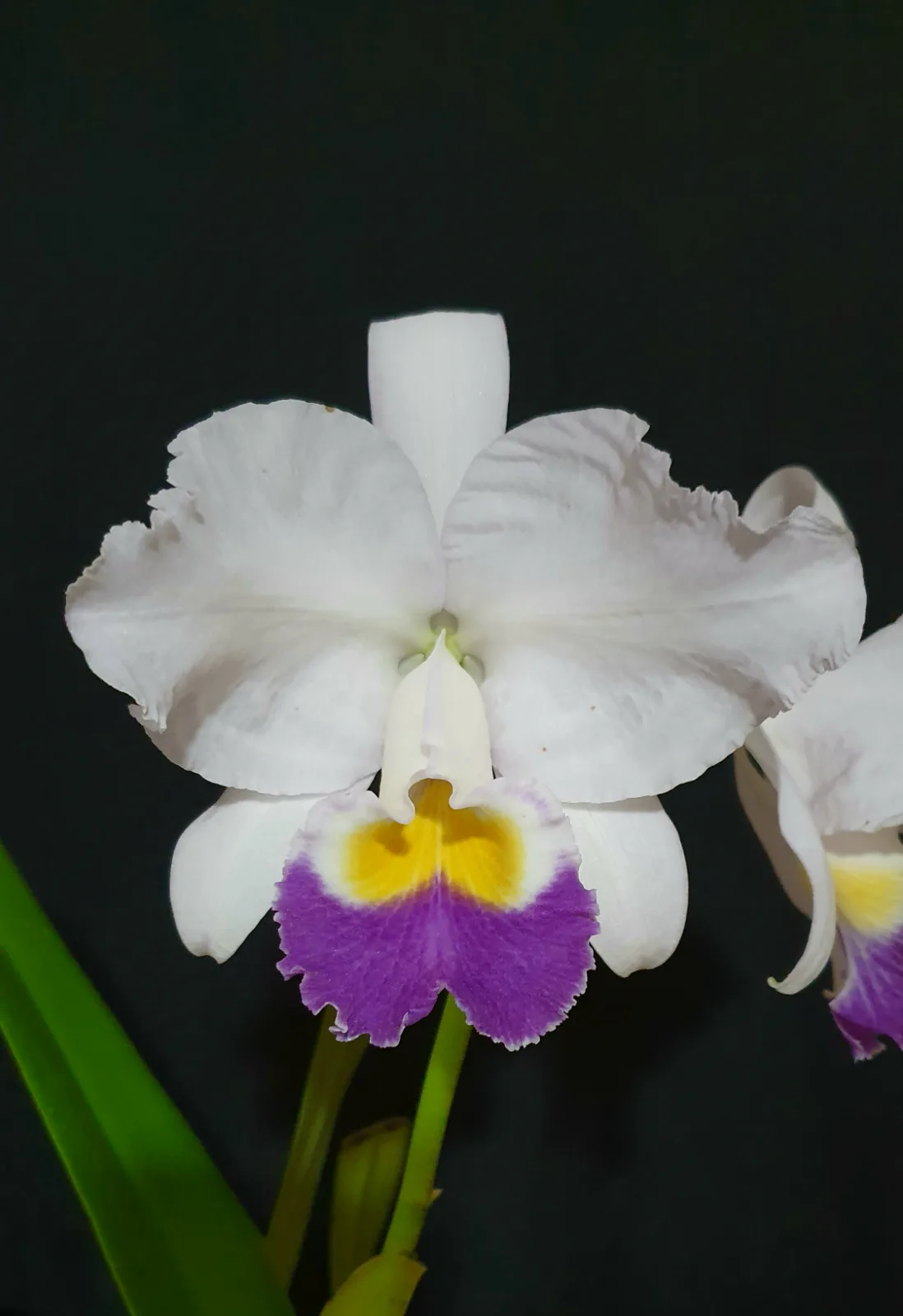 CATTLEYA TRIANAE COERULEA 'AZULINA'