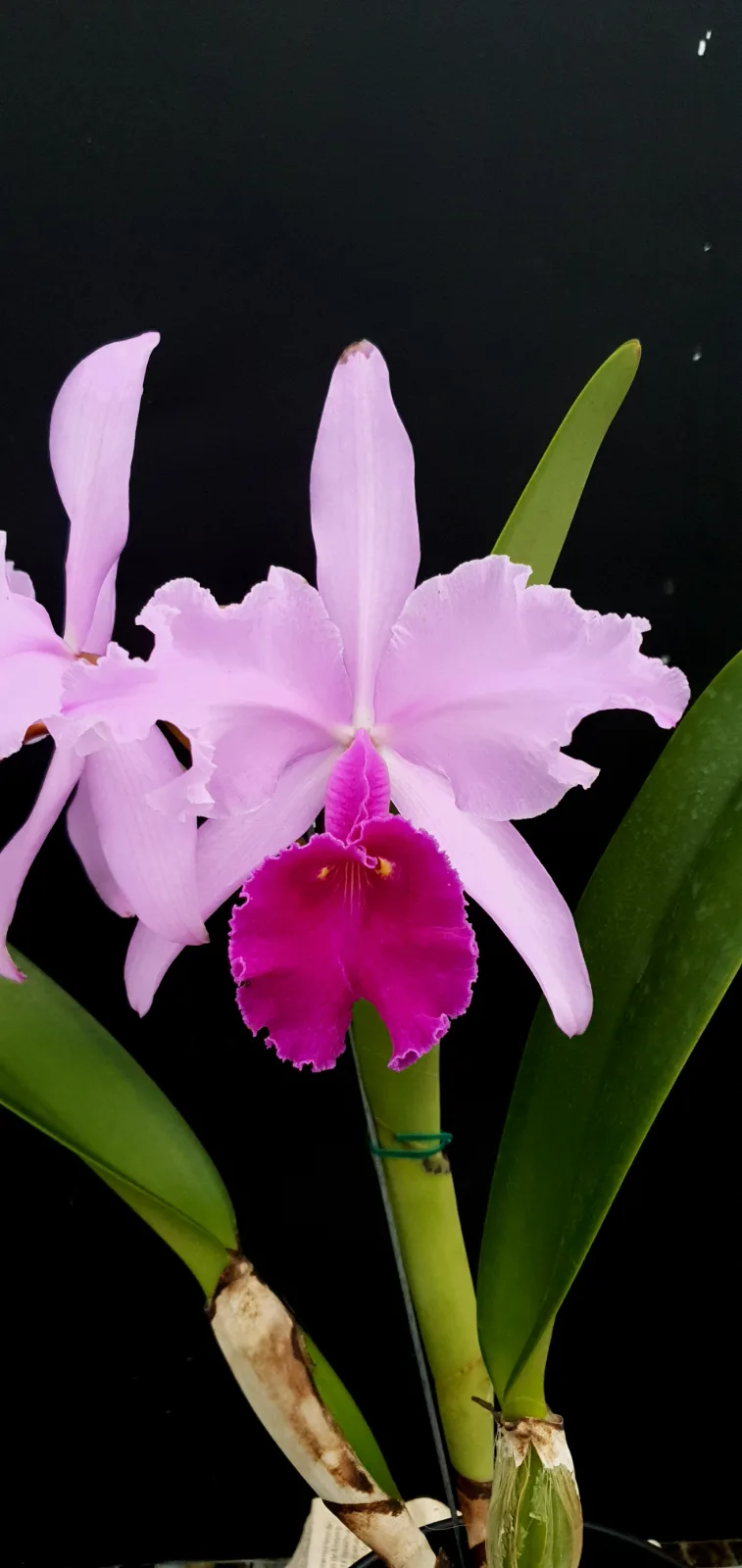 CATTLEYA WARSCEWICZII TIPO 'CEGATONA'