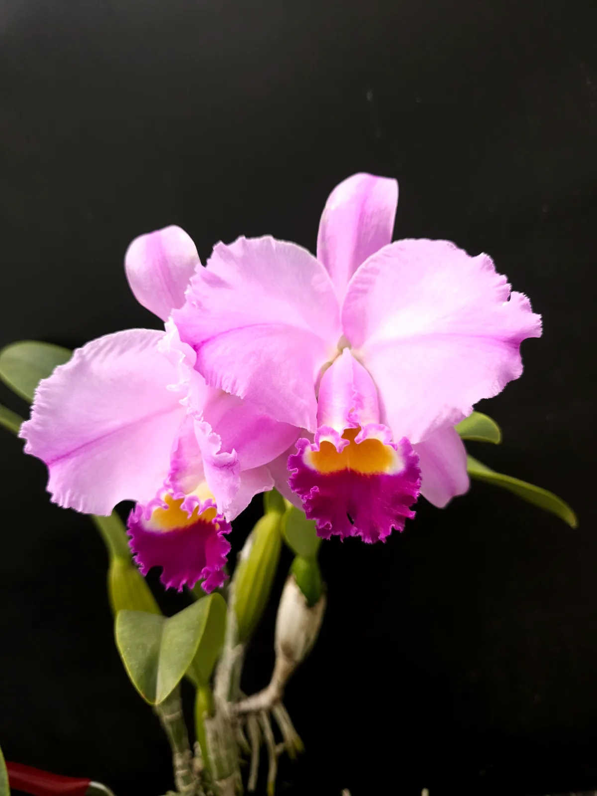 CATTLEYA TRIANAE TIPO 'CENTINELA'