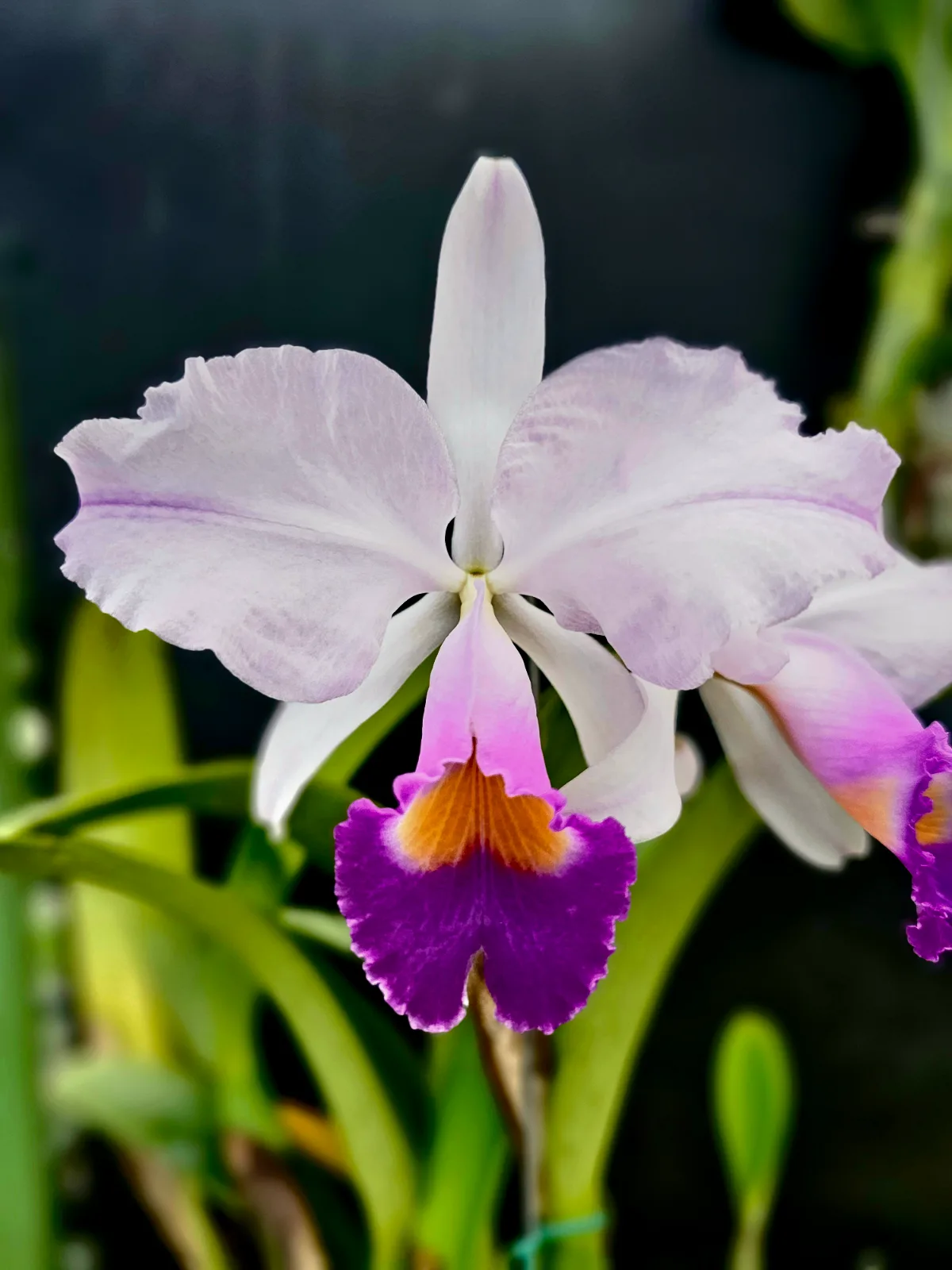 CATTLEYA TRIANAE COERULEA 'CENTURION'
