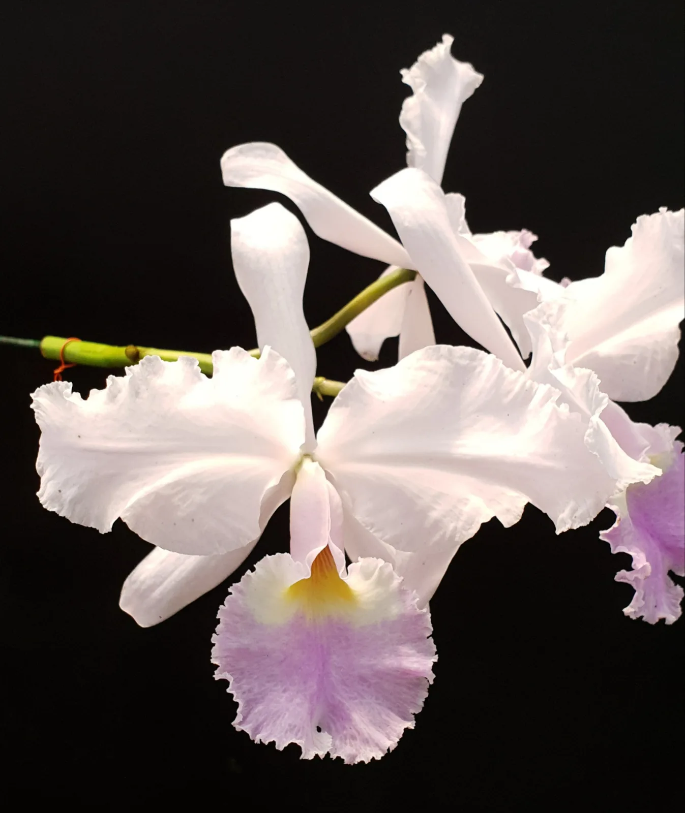 CATTLEYA WARSCEWICZII CONCOLOR 'CESTILLAL #3'