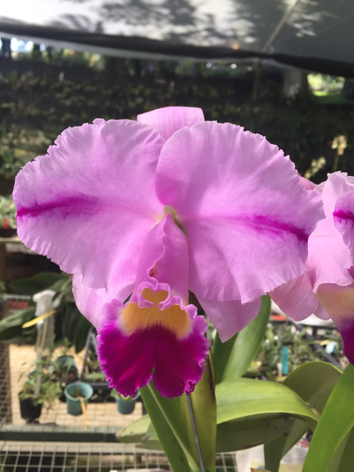 CATTLEYA TRIANAE TIPO 'CHIRIBIQUETE'