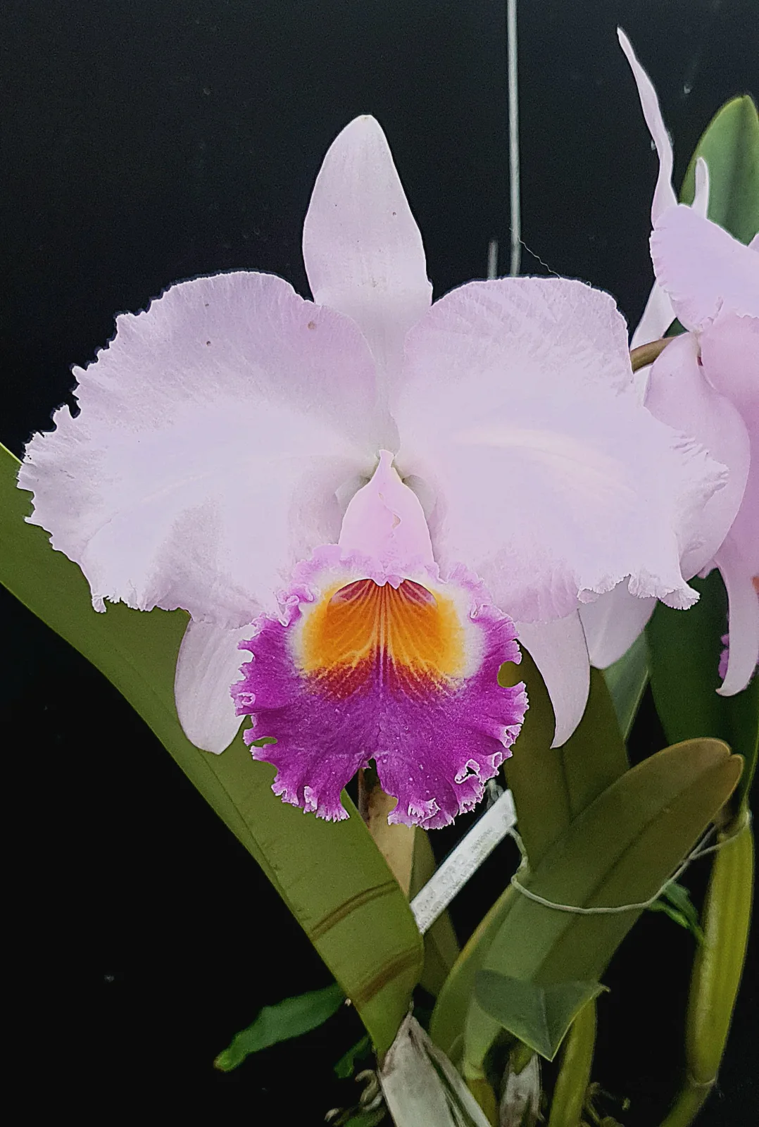 CATTLEYA TRIANAE COERULEA 'CIELO PROFUNDO'