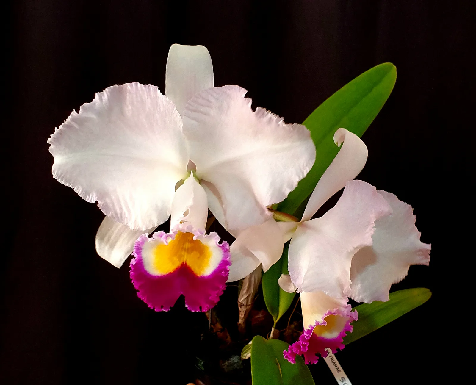CATTLEYA TRIANAE SEMI-ALBA 'CIRCULAR'