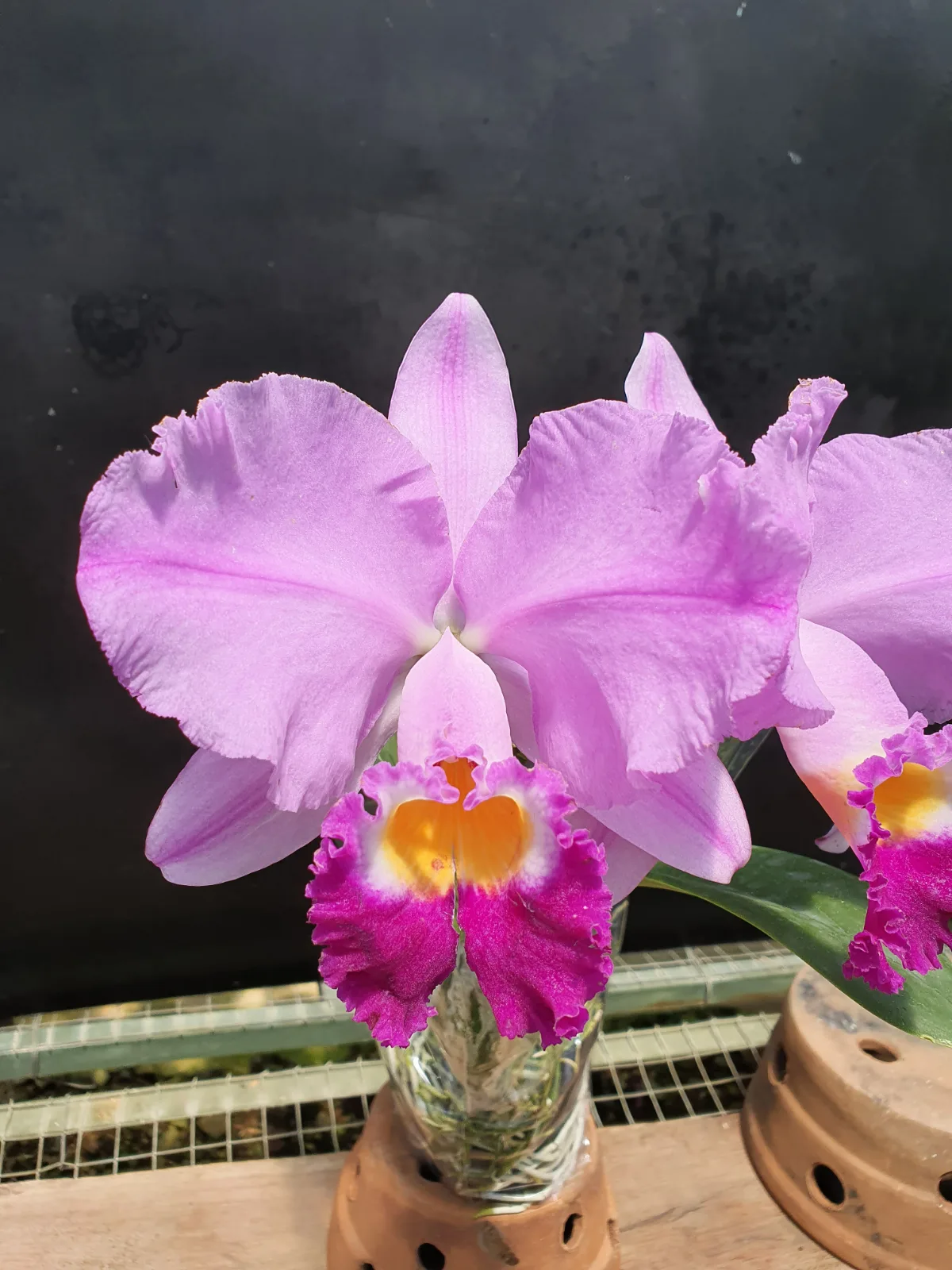 CATTLEYA TRIANAE TIPO 'CIVILIZA'