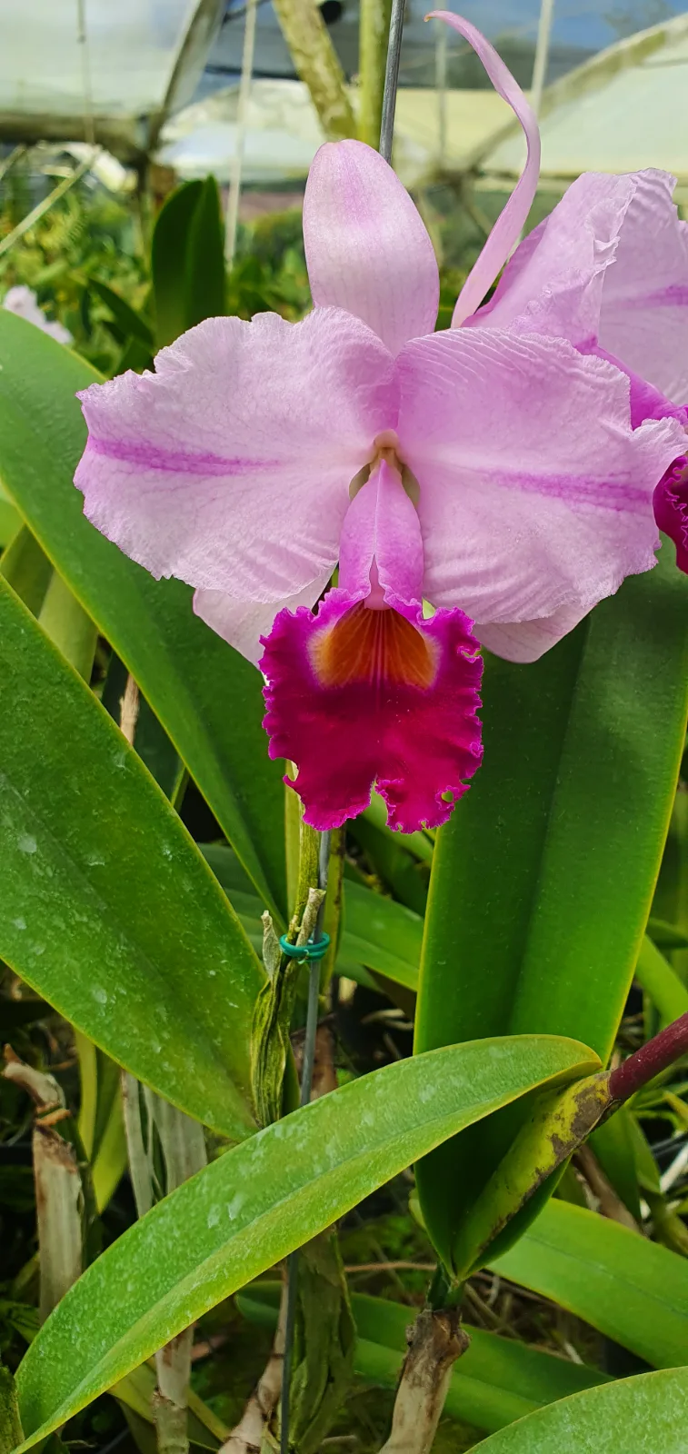 CATTLEYA TRIANAE TIPO 'COROZO'