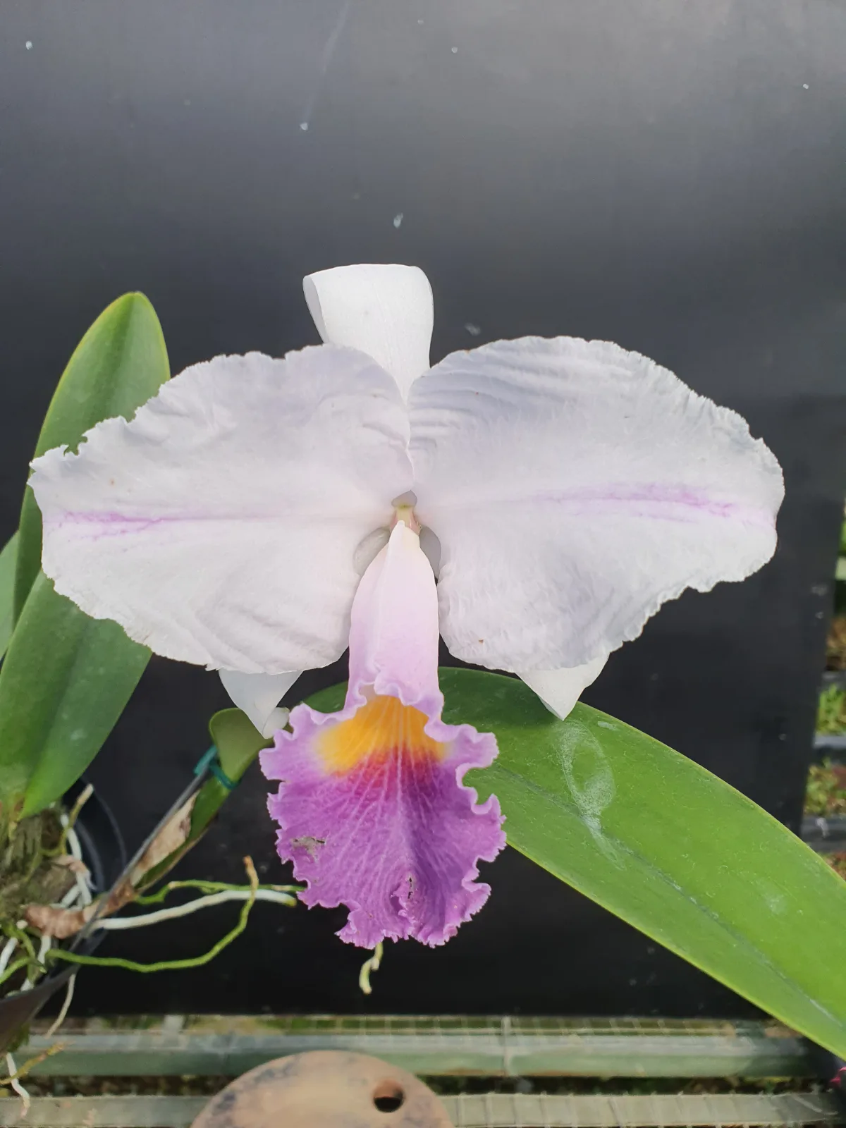 CATTLEYA TRIANAE COERULEA 'CUBILLOS'