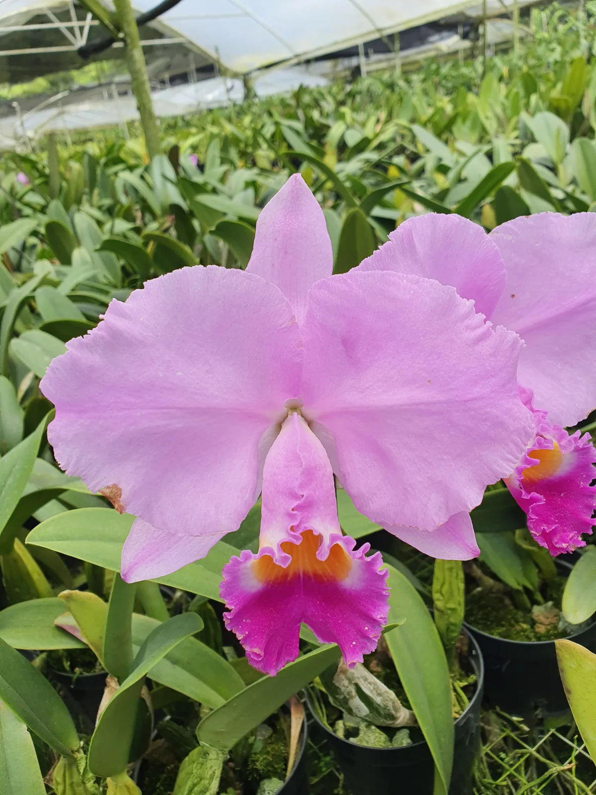CATTLEYA TRIANAE TIPO 'CUMBIA'