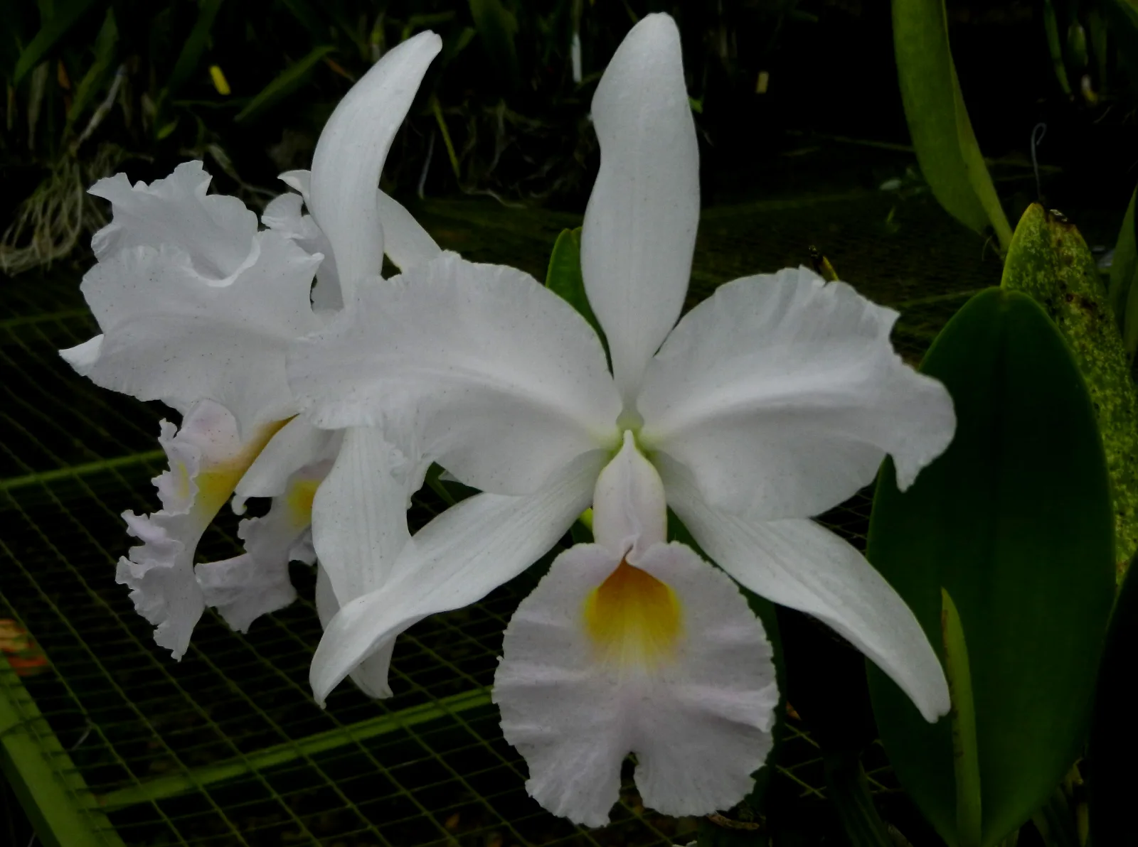 CATTLEYA WARSCEWICZII SEMI-ALBA 'DIOSELINA'