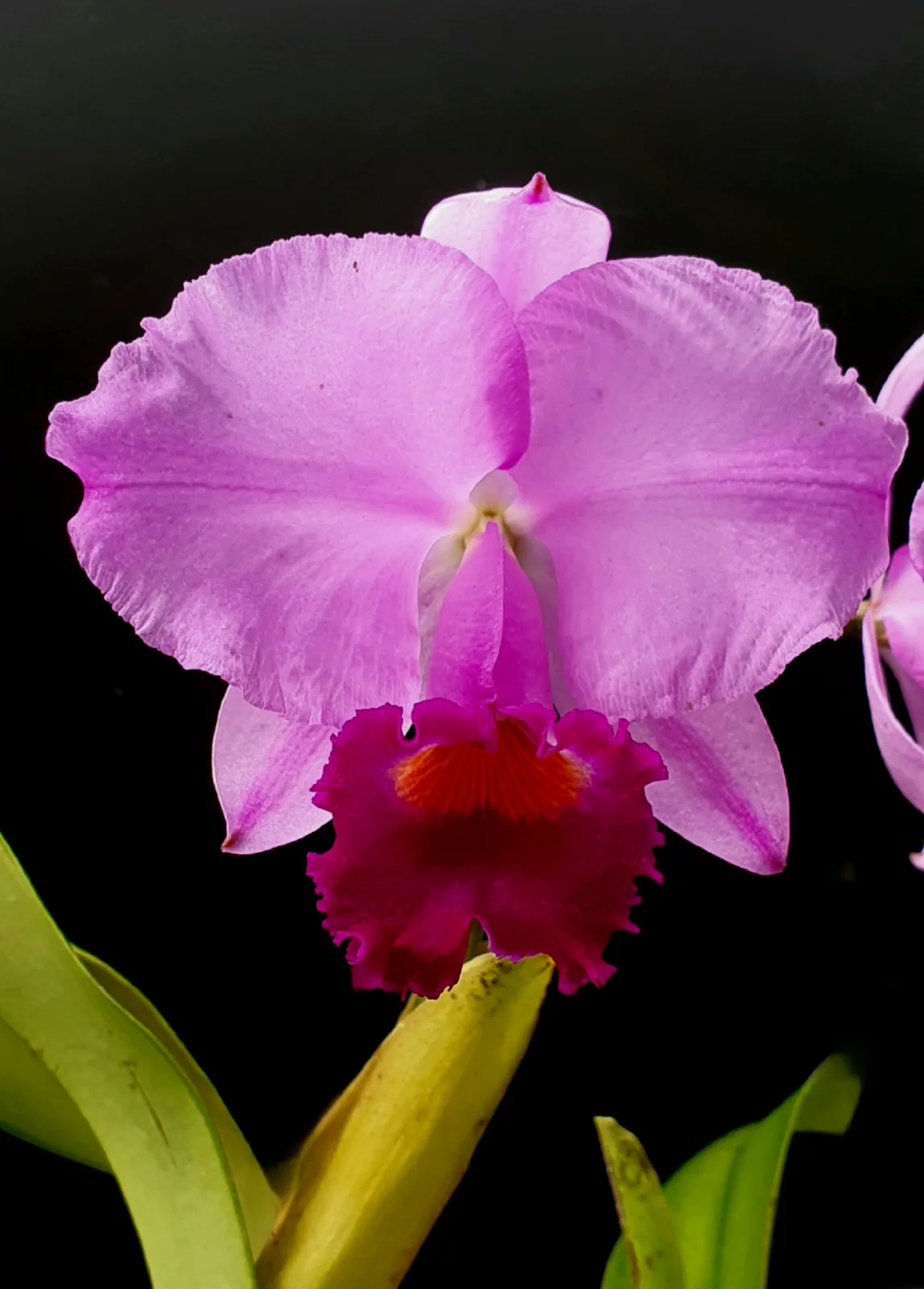 CATTLEYA TRIANAE TIPO 'EFREN VILLEGAS'