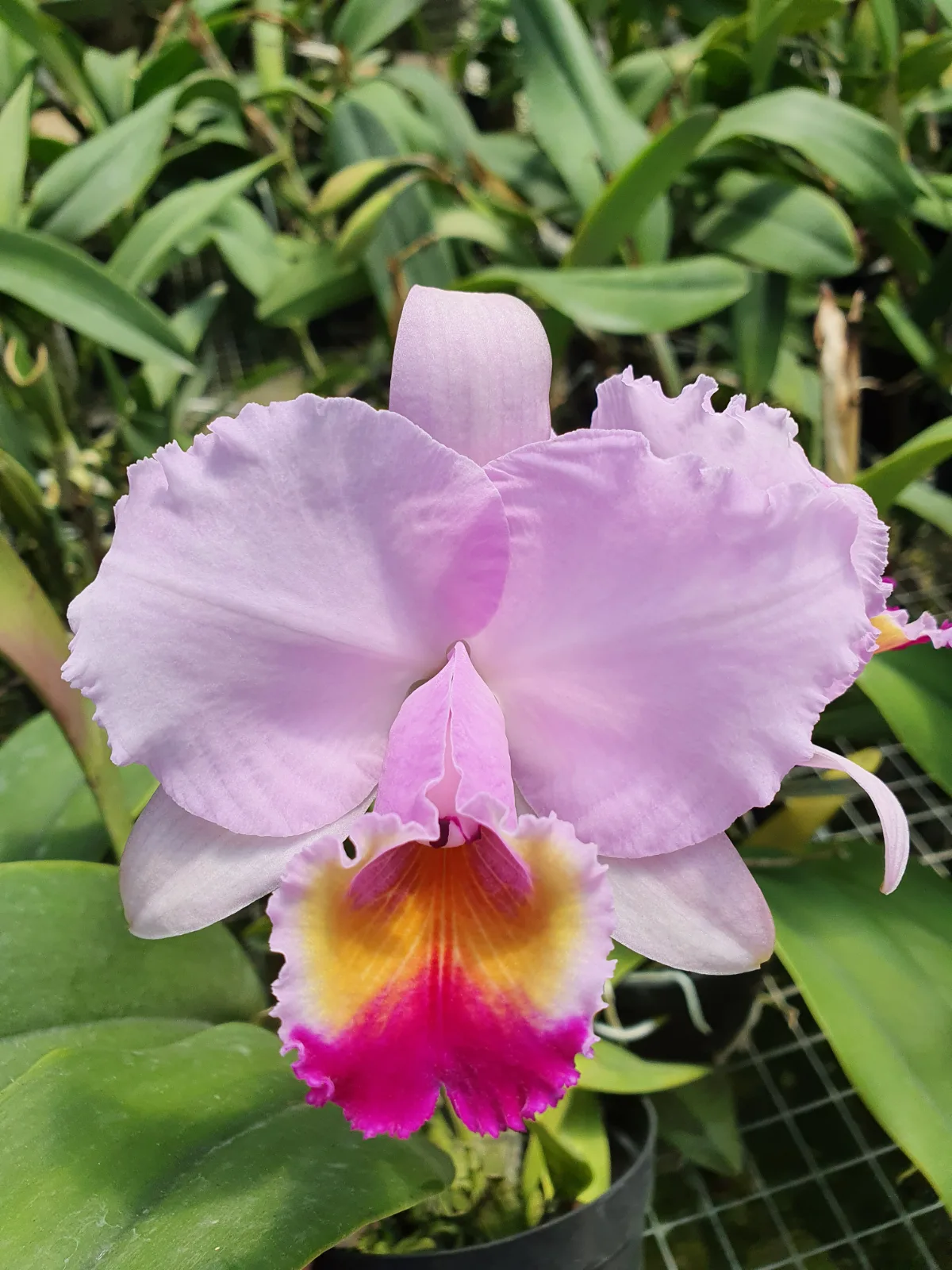 CATTLEYA TRIANAE TIPO 'EQUILIBRIO'