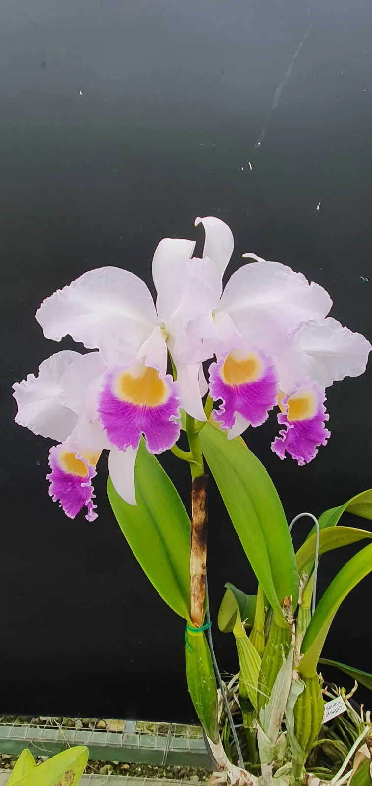 CATTLEYA TRIANAE COERULEA 'ESPLENDOR'