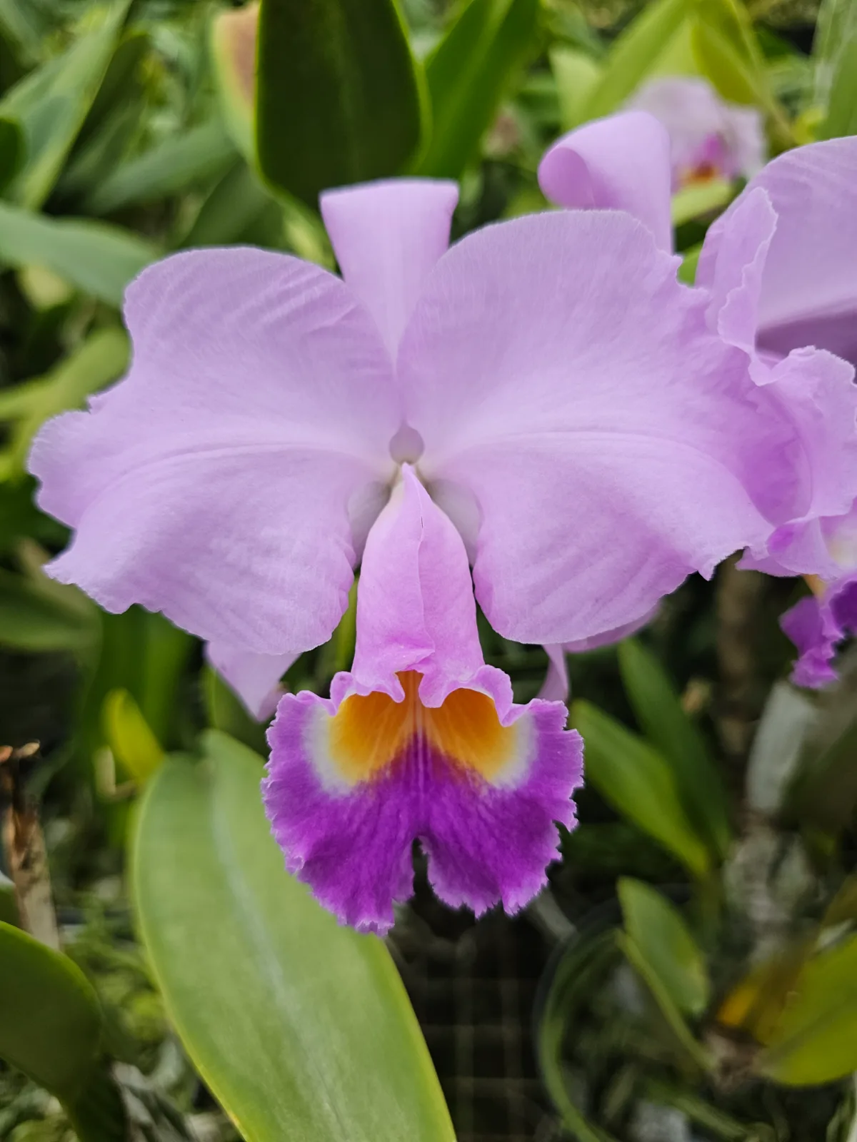 CATTLEYA TRIANAE COERULEA 'FENICIA'