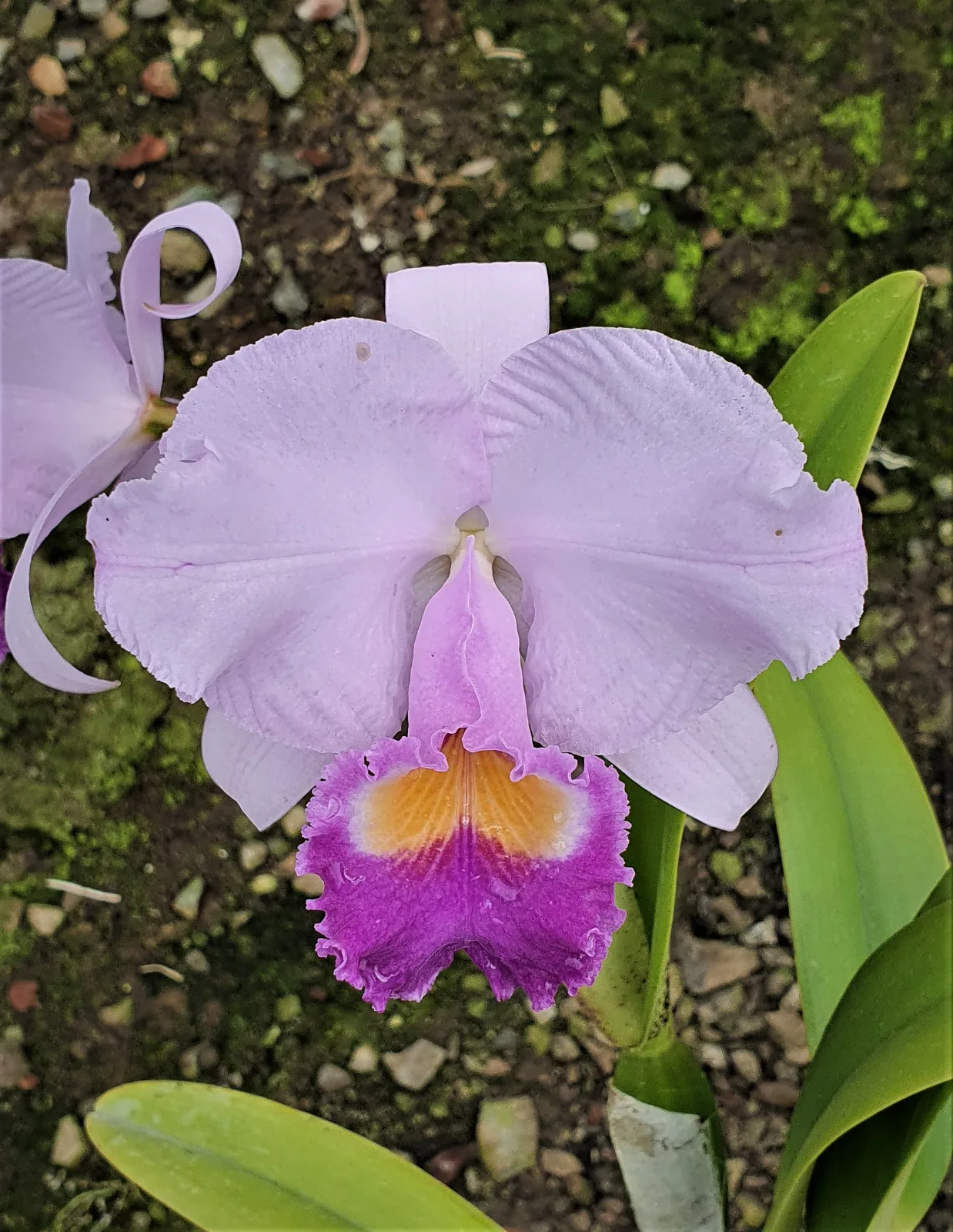 CATTLEYA TRIANAE COERULEA 'FLASH'