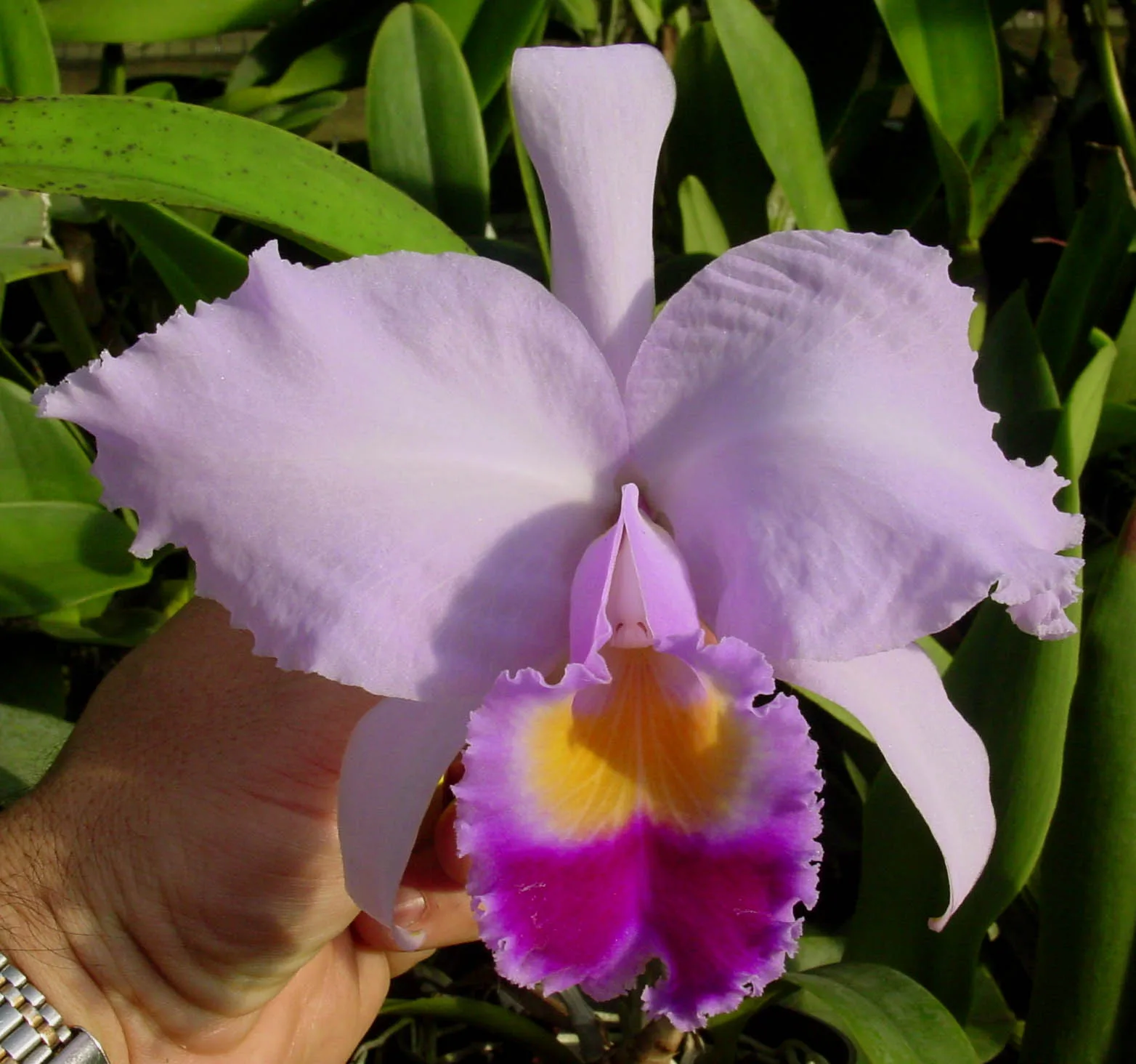 CATTLEYA TRIANAE TIPO 'FURIA'