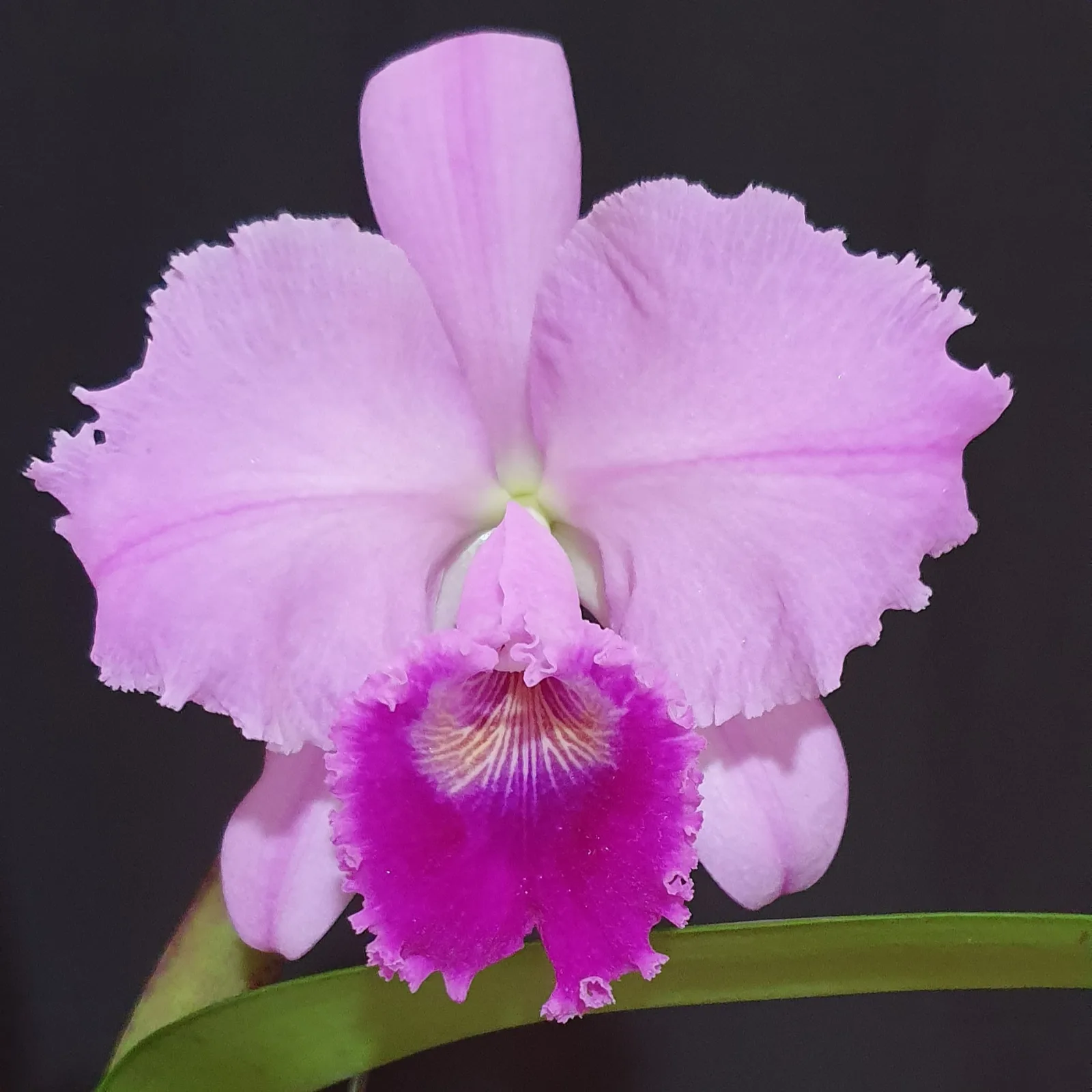 CATTLEYA TRIANAE TIPO 'GALAXIA'