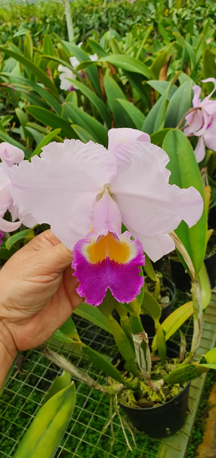 CATTLEYA TRIANAE COERULEA 'GARZAL'