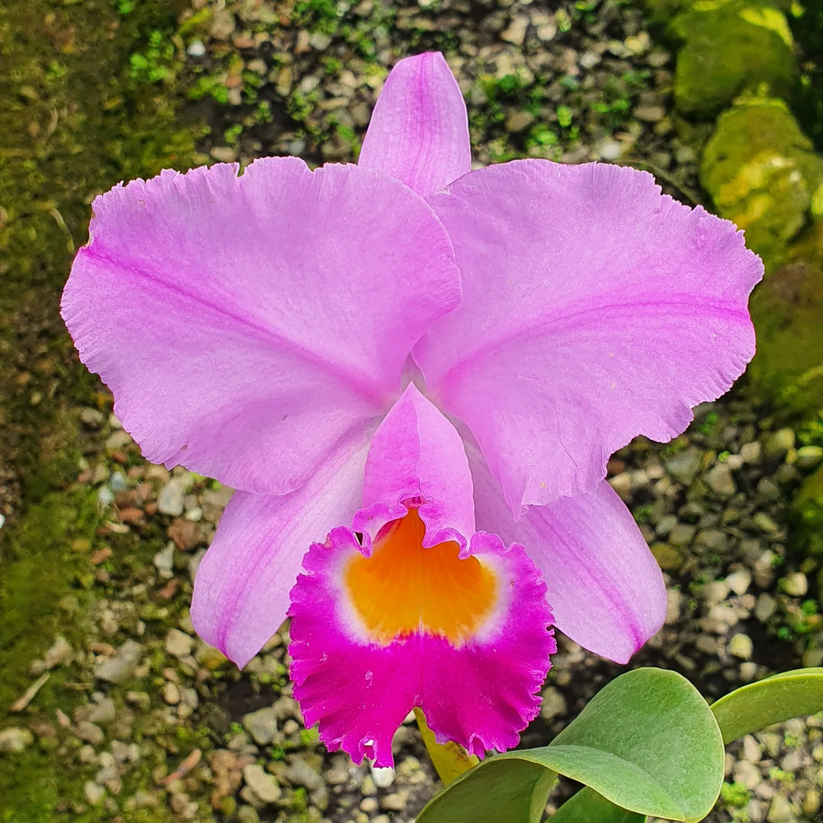 CATTLEYA TRIANAE TIPO 'GOLONDRINA'