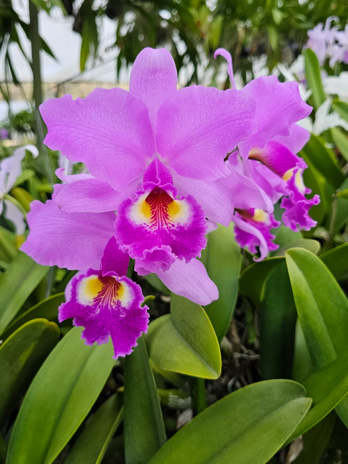 CATTLEYA WARSCEWICZII TIPO 'GONZO'