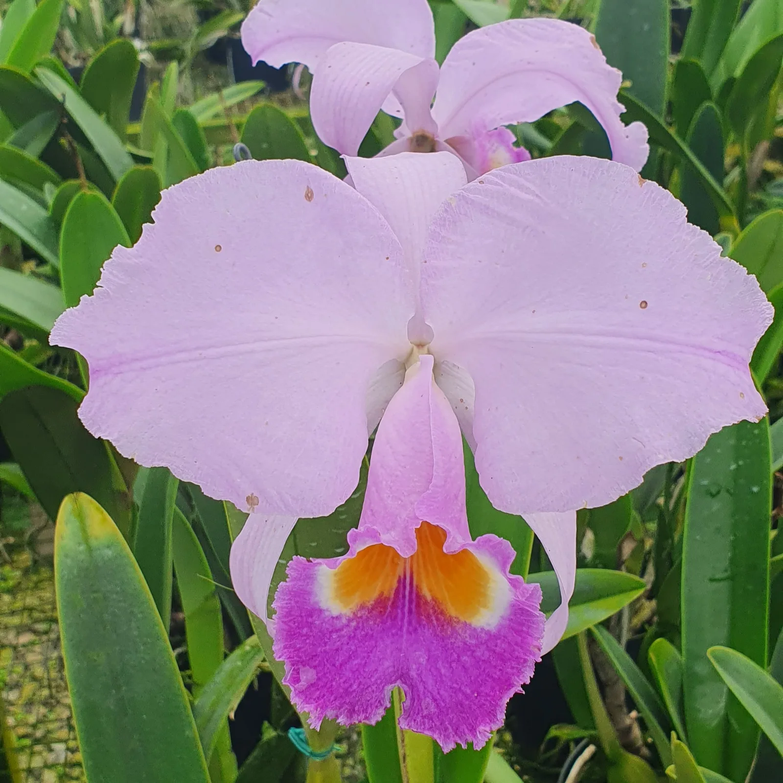 CATTLEYA TRIANAE COERULEA 'GRISON'