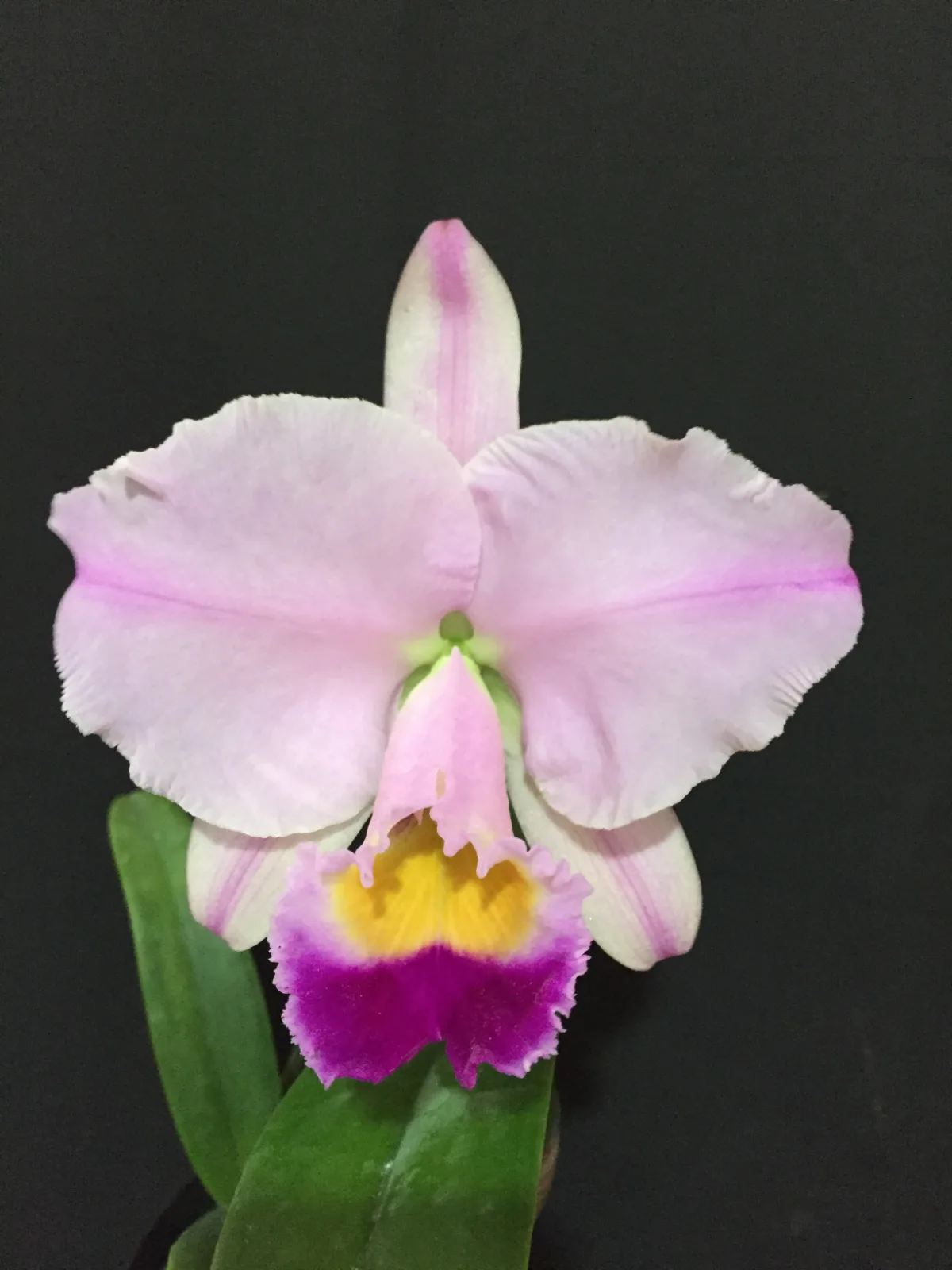 CATTLEYA TRIANAE TIPO 'HEREDERA'