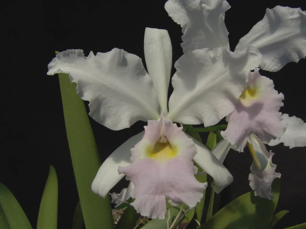 CATTLEYA WARSCEWICZII SEMI-ALBA 'ISMAEL'