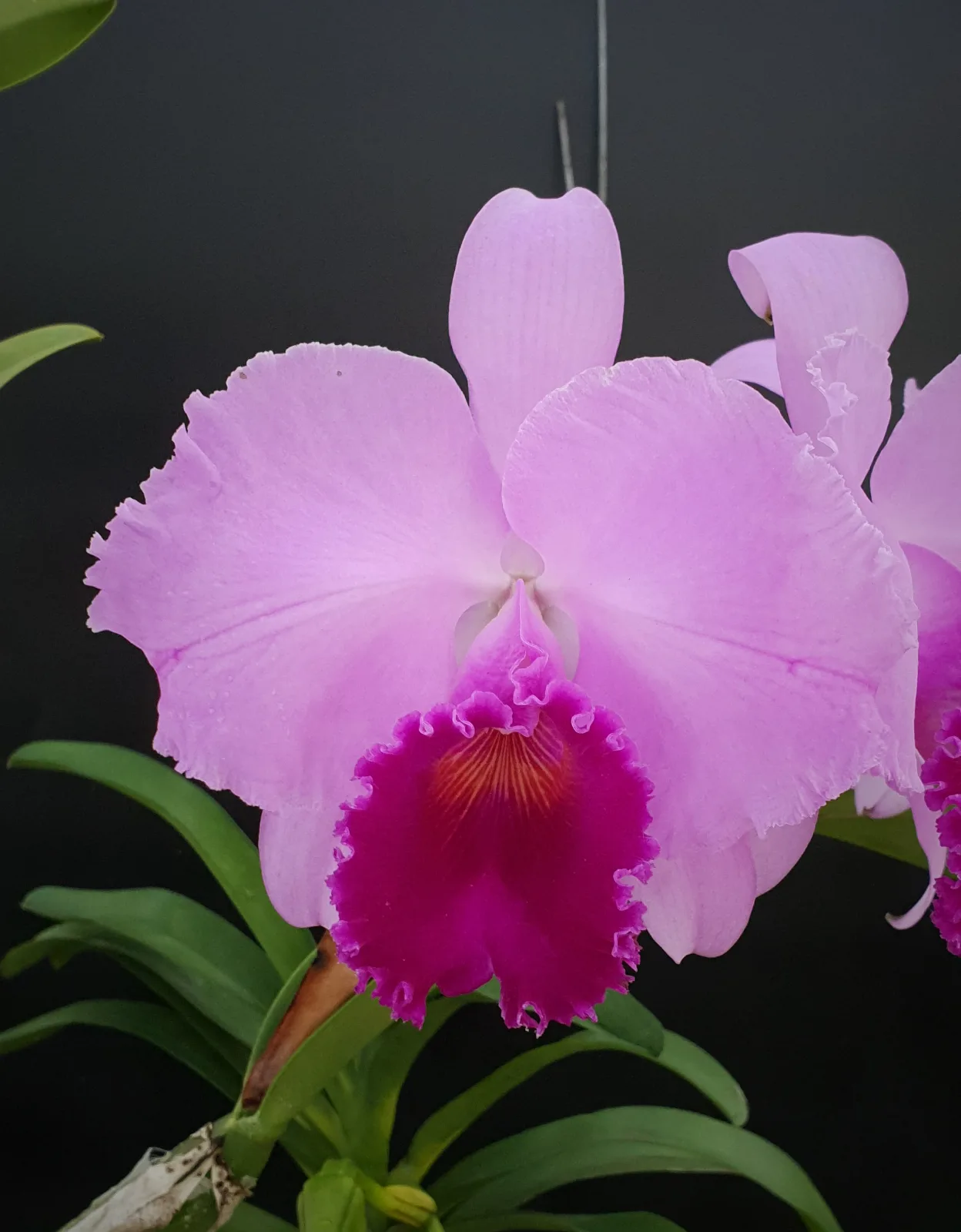 CATTLEYA TRIANAE TIPO 'HOBO'