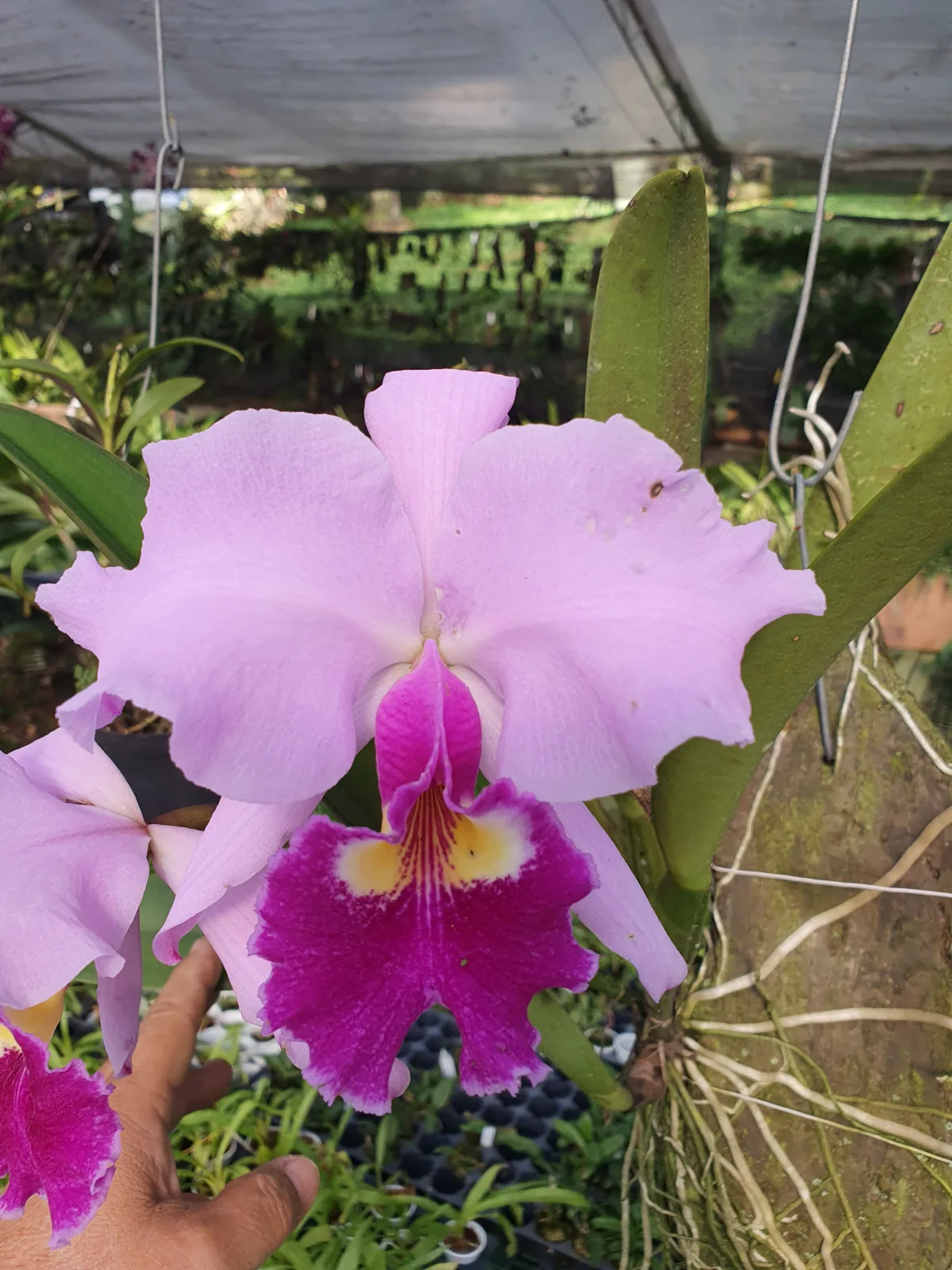 CATTLEYA WARSCEWICZII TIPO 'LABIO FUERTE'