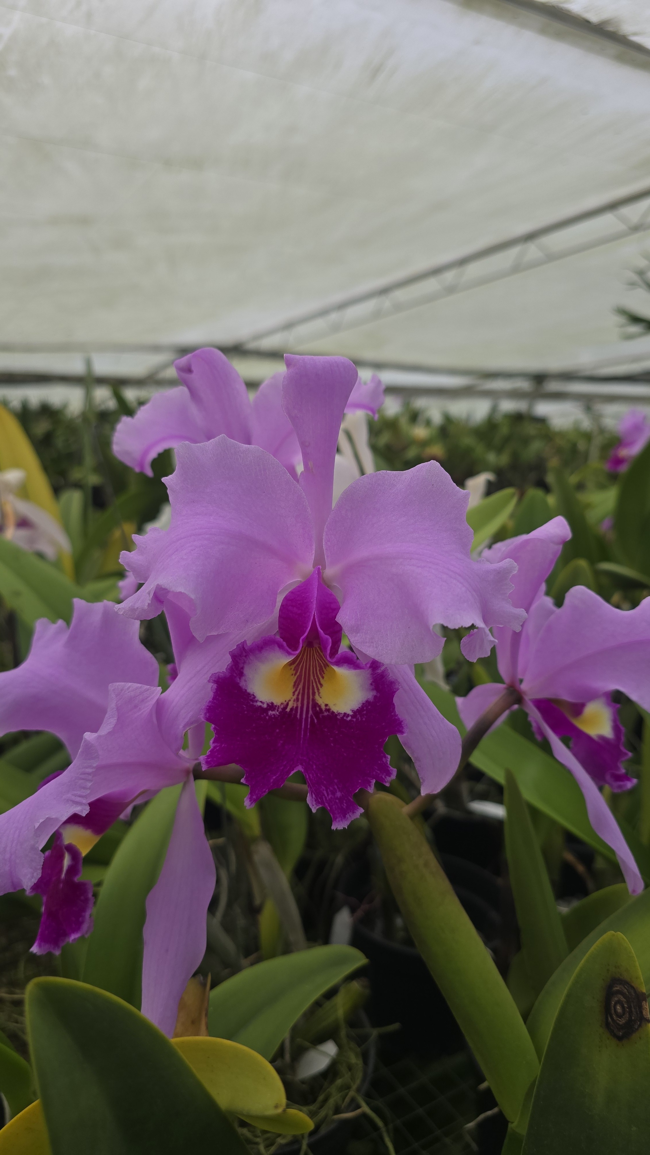 CATTLEYA .WARSCEWICZII TIPO 'LABIO FUERTE'