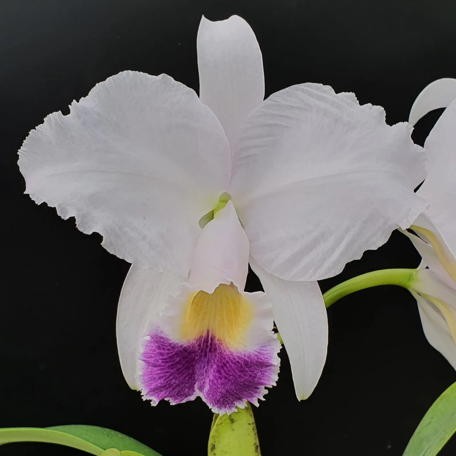 CATTLEYA TRIANAE COERULEA 'LAPONA'
