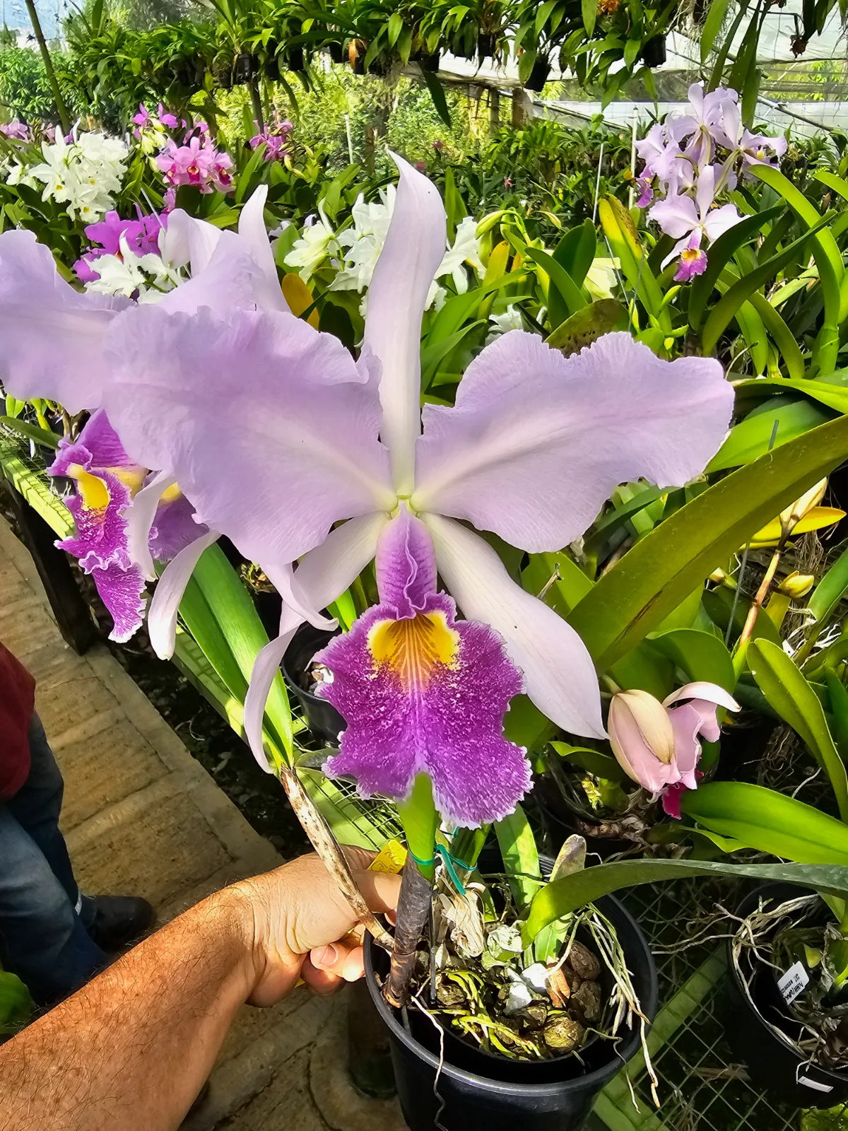 CATTLEYA WARSCEWICZII COERULEA 'LISINIA'