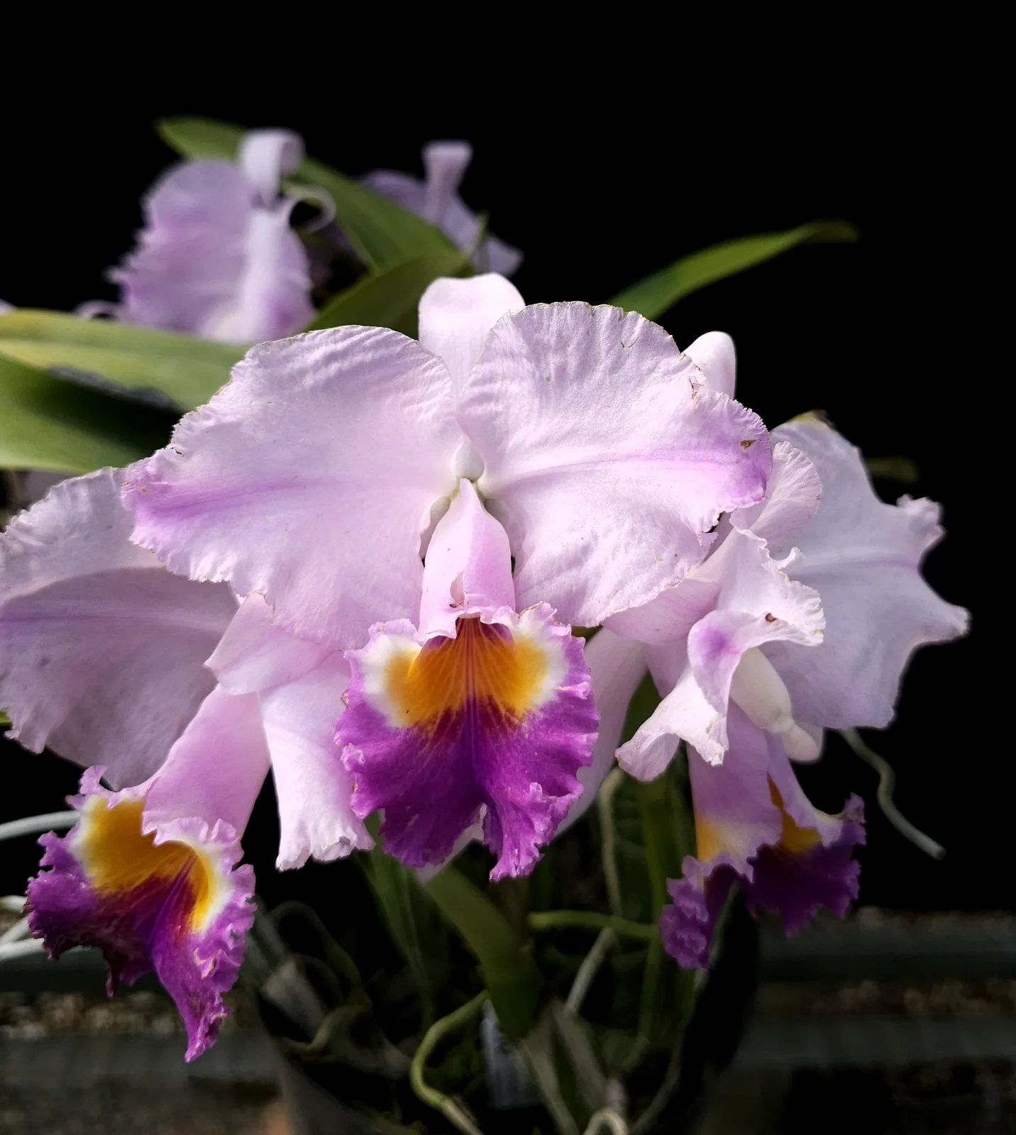 CATTLEYA TRIANAE COERULEA 'LUZAZUL'