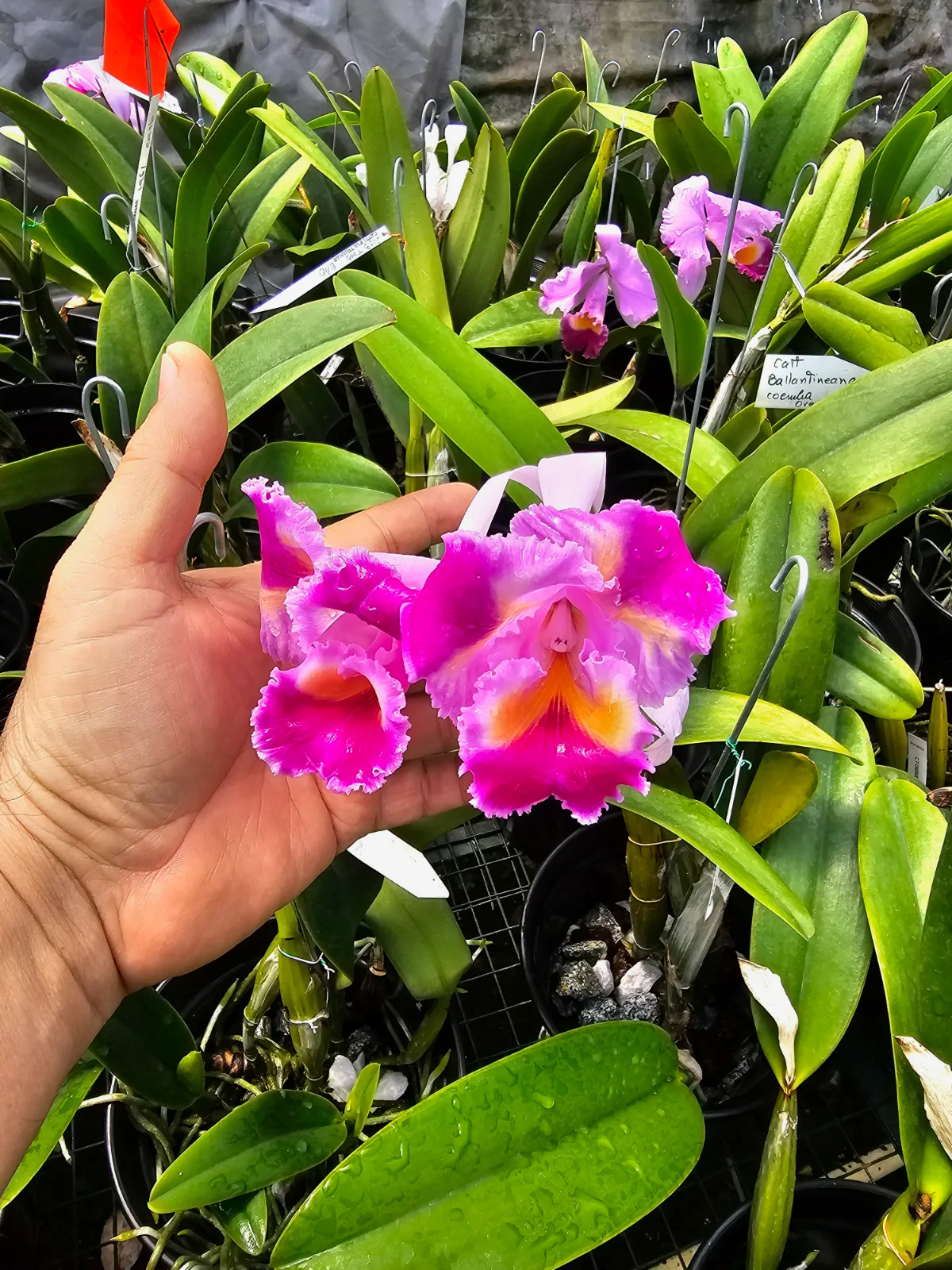 CATTLEYA TRIANAE PELORICA 'MAMA'