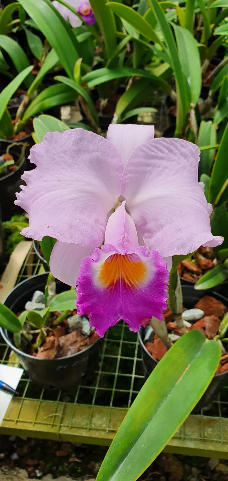 CATTLEYA TRIANAE COERULEA 'MANTOAZUL'