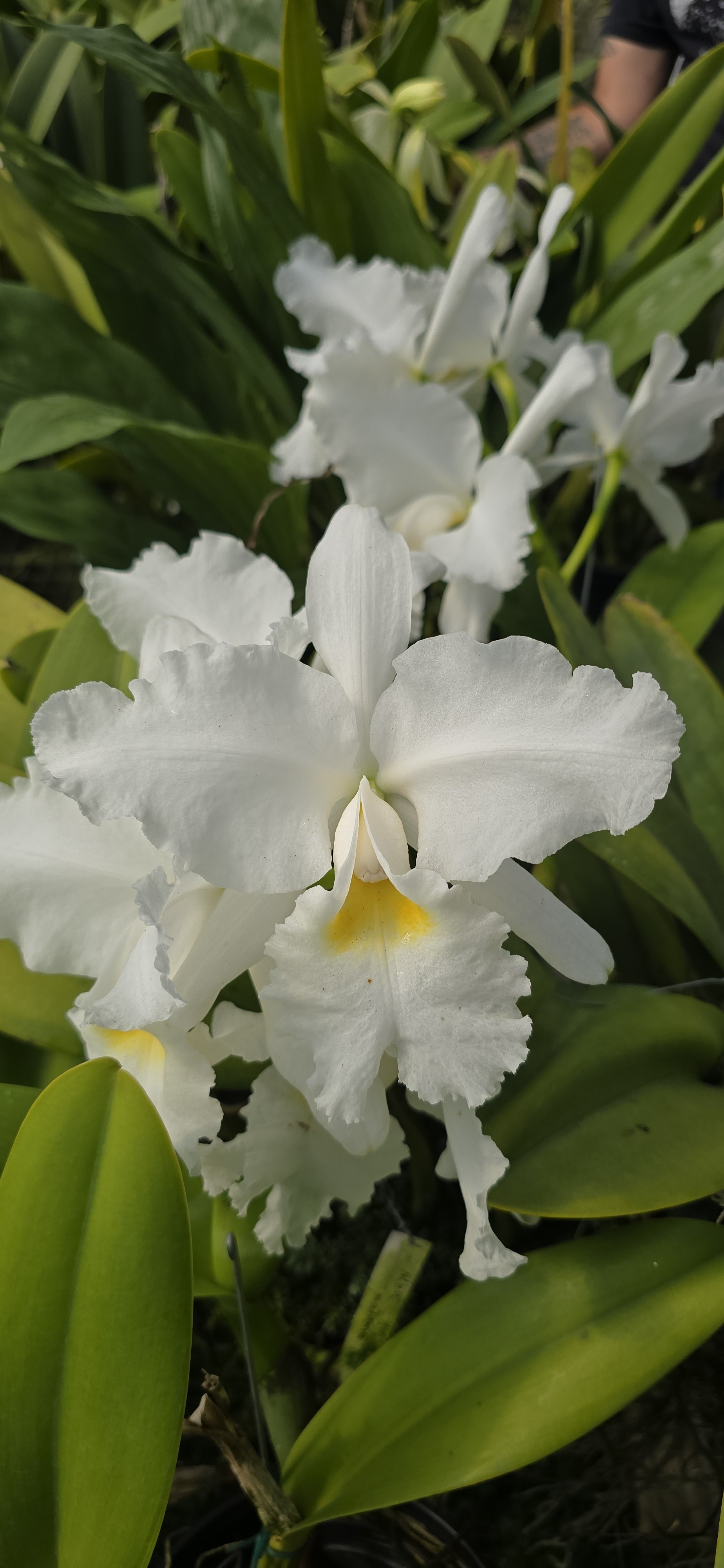 CATTLEYA WARSCEWICZII ALBA 'MATRONA'