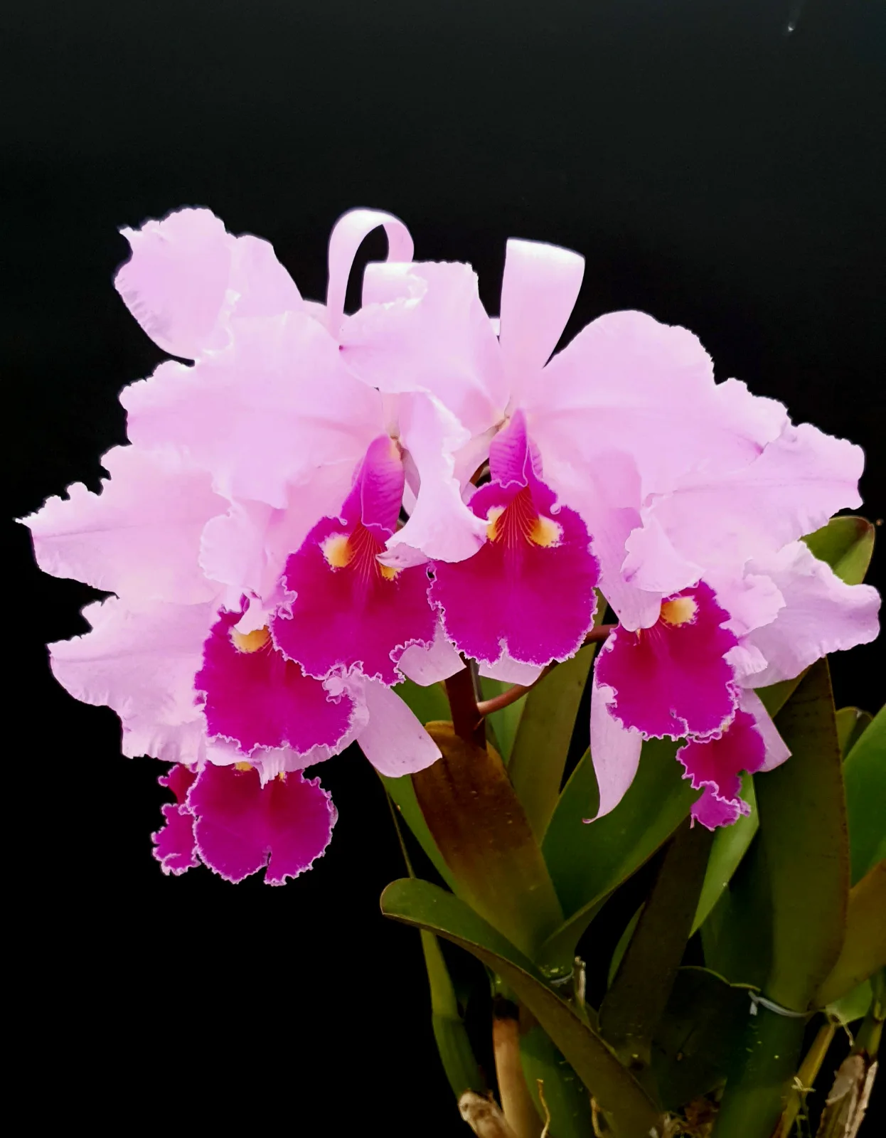 CATTLEYA WARSCEWICZII TIPO 'MELISA-TOMASA'